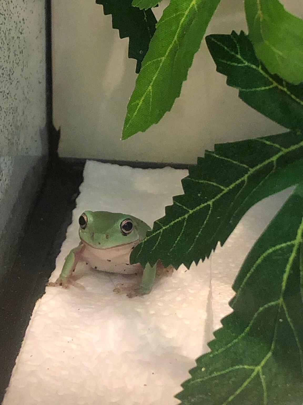 White’s Tree Frog + Exo Terra Tank in M15 Manchester for £