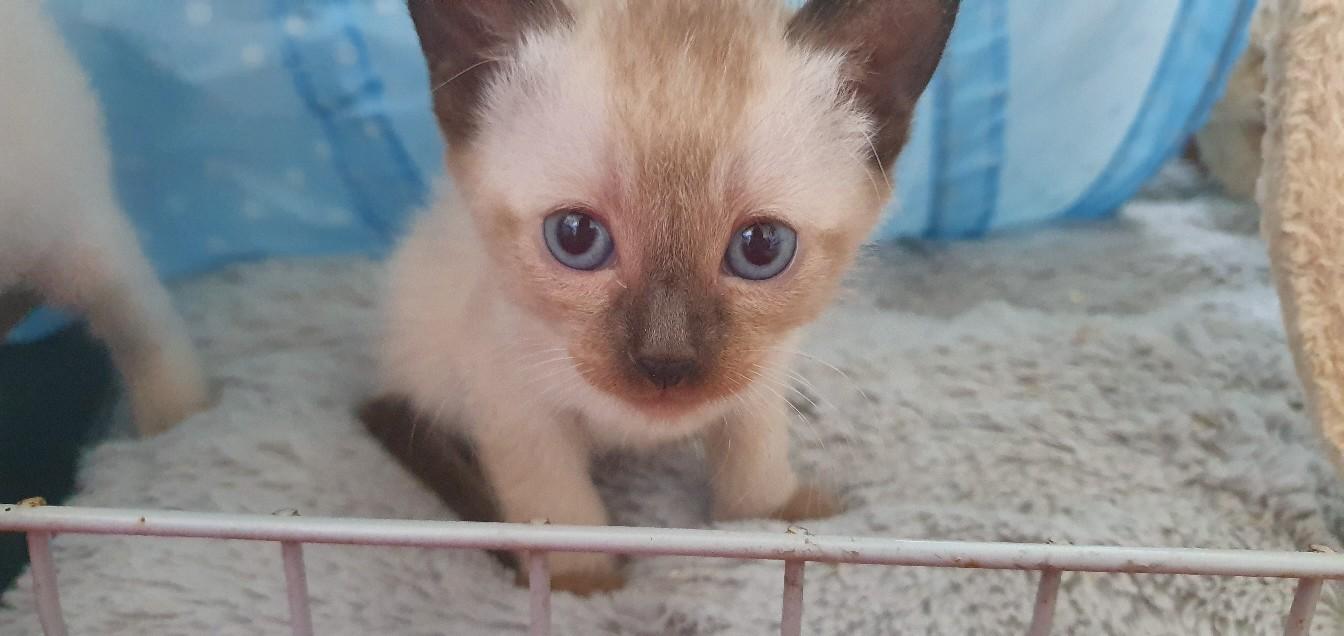 Tonkinese kittens (burmese / siamese) in BR7 Bromley for £