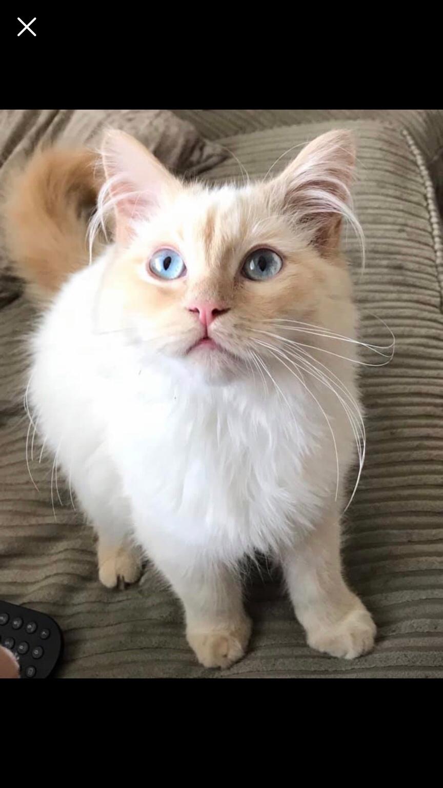 3/4 ragdoll kitten full ginger male in CM17 Harlow for £300.00 for sale