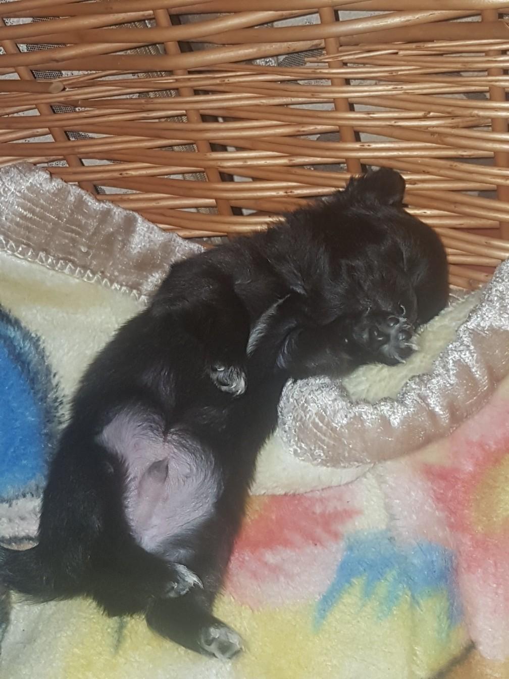 Mini Chihuahua Welpen 2 Rüden in 64293 Darmstadt für 800