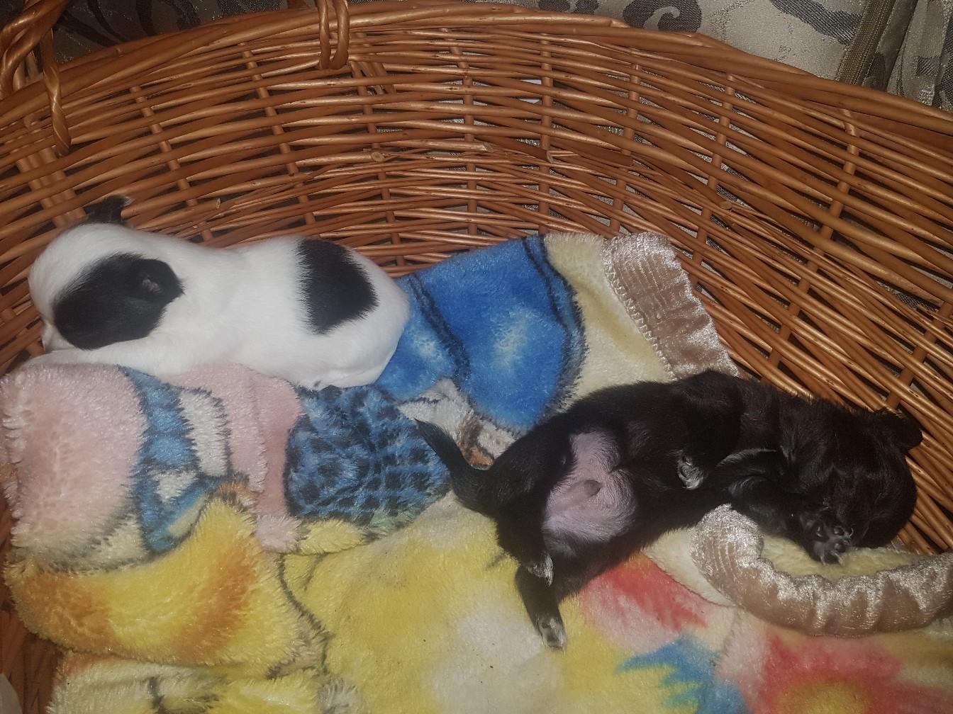 Mini Chihuahua Welpen 2 Rüden in 64293 Darmstadt für 800