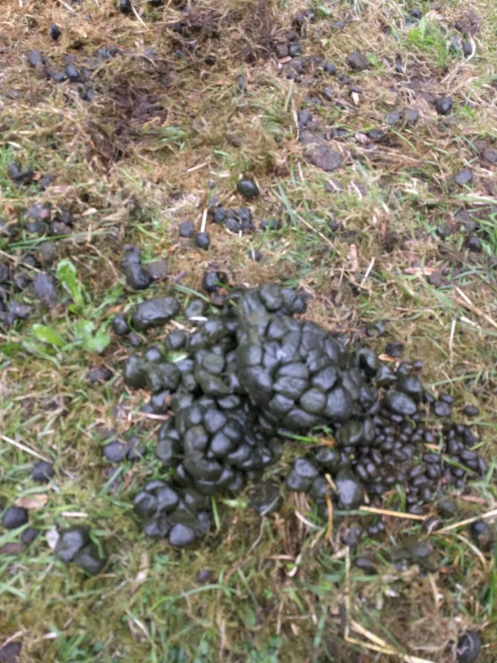 Llama Pellet Poo (not horse/alpaca manure) in NG17 Ashfield for £3.00
