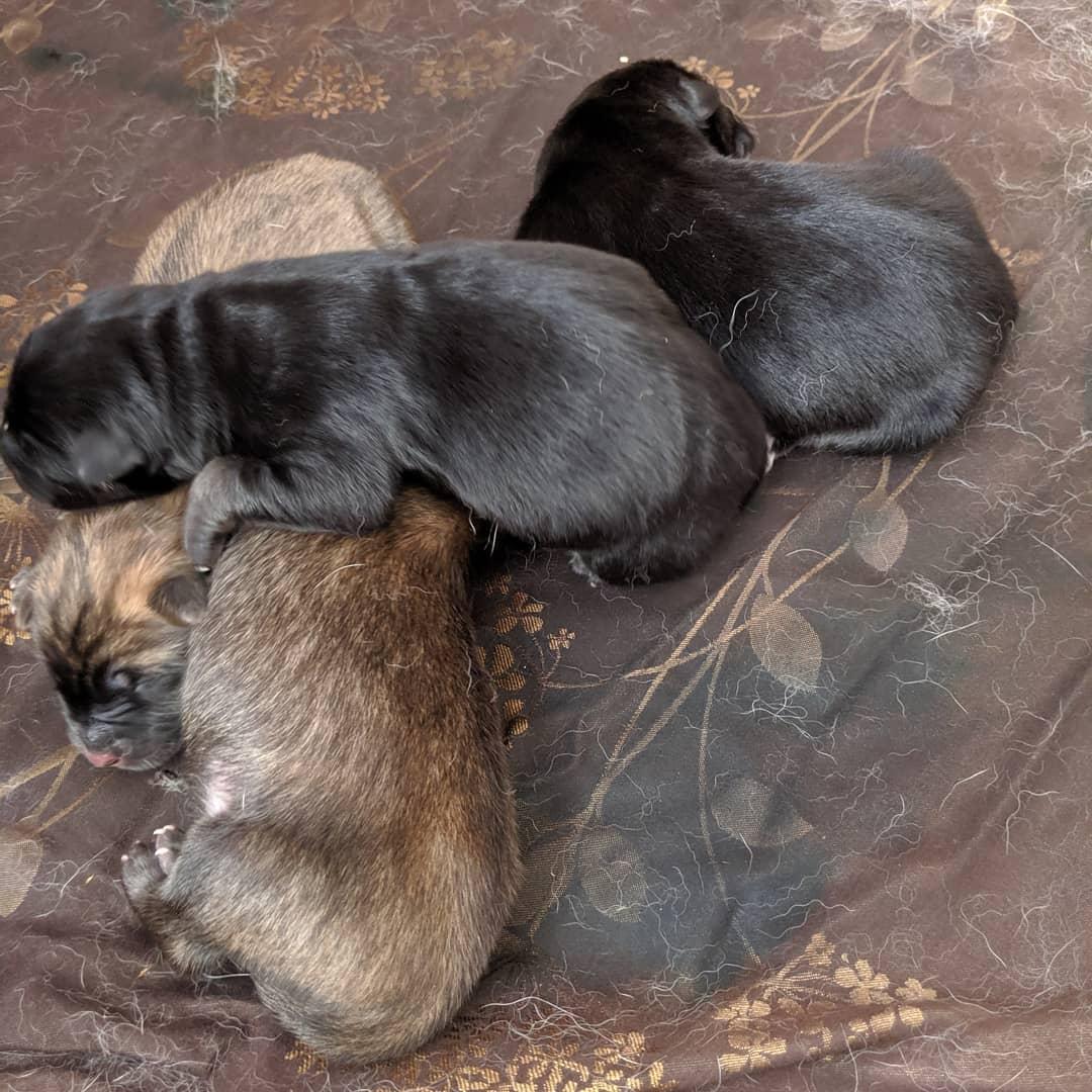 77+ Black Chowski Dog l2sanpiero