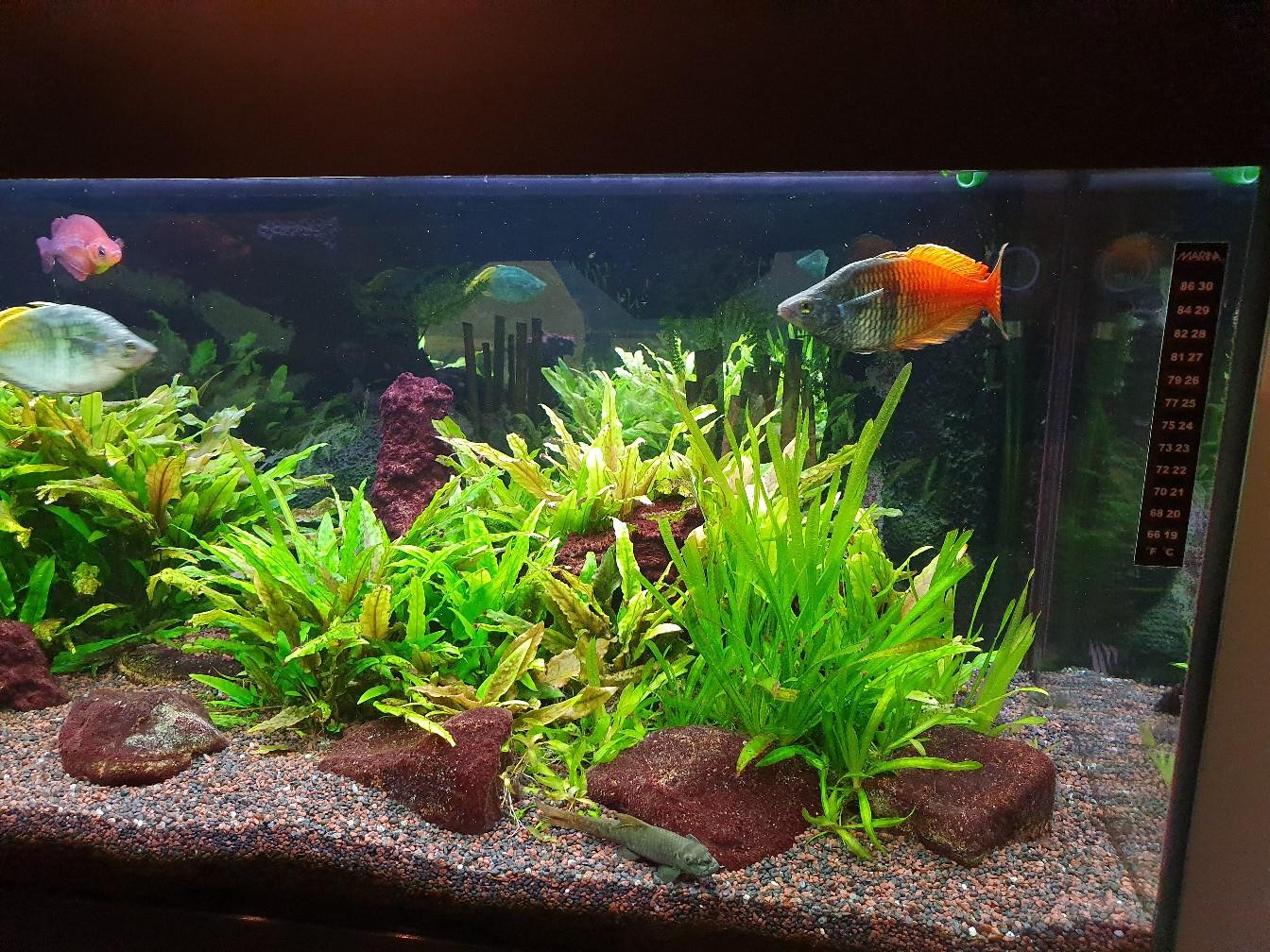 Komplett Aquarium 200l in 85386 Eching for €120.00 for