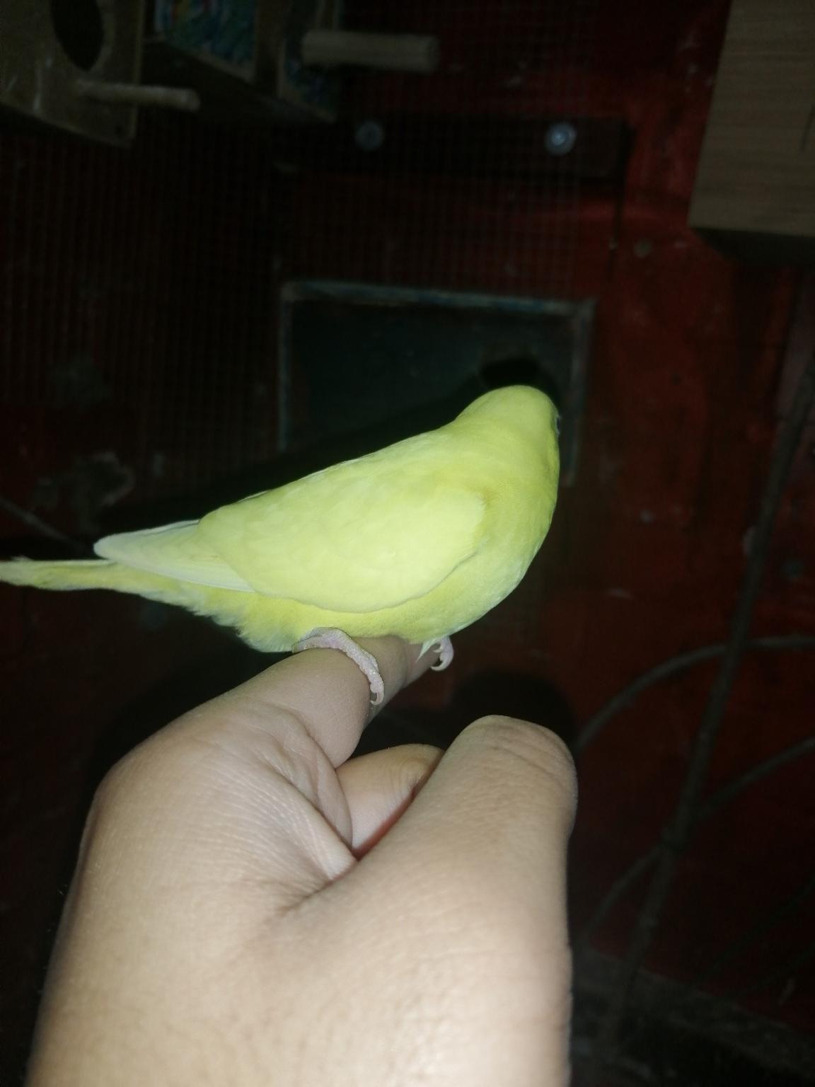 Breeding Budgie in IG11 London Borough of Redbridge for £50.00 for sale