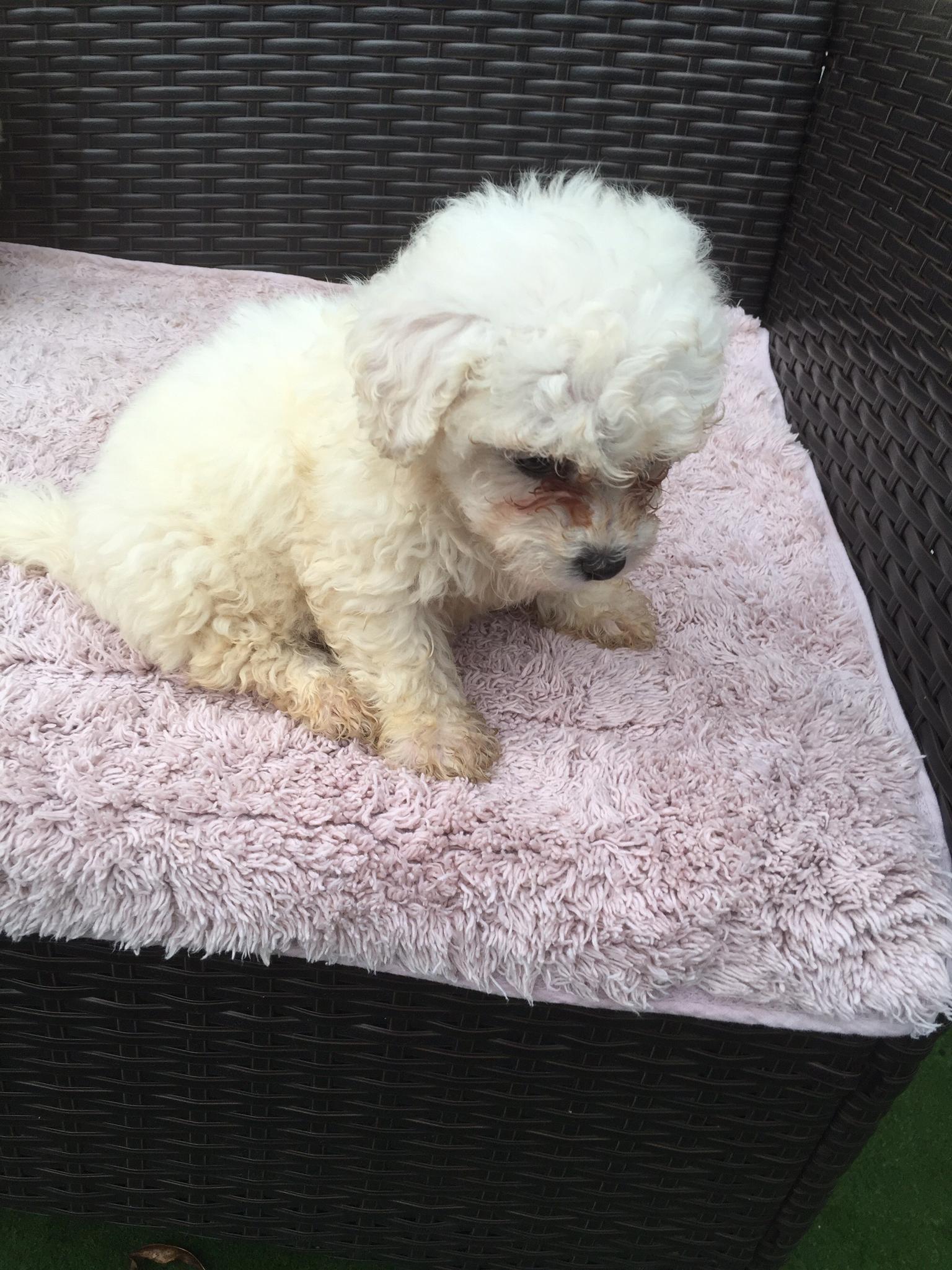 99+ Older Bichon Frise For Sale l2sanpiero