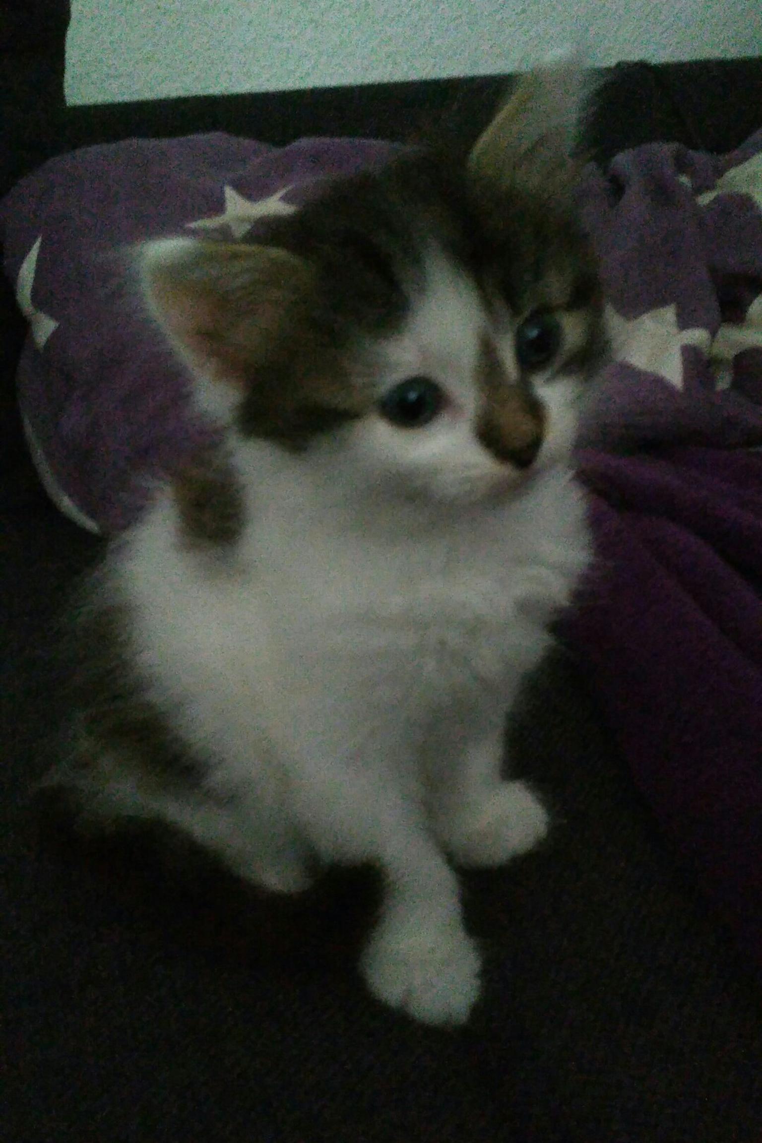 Katzenbabys zu verschenken in 77977 Rust für 1,00 € zum Verkauf Shpock DE