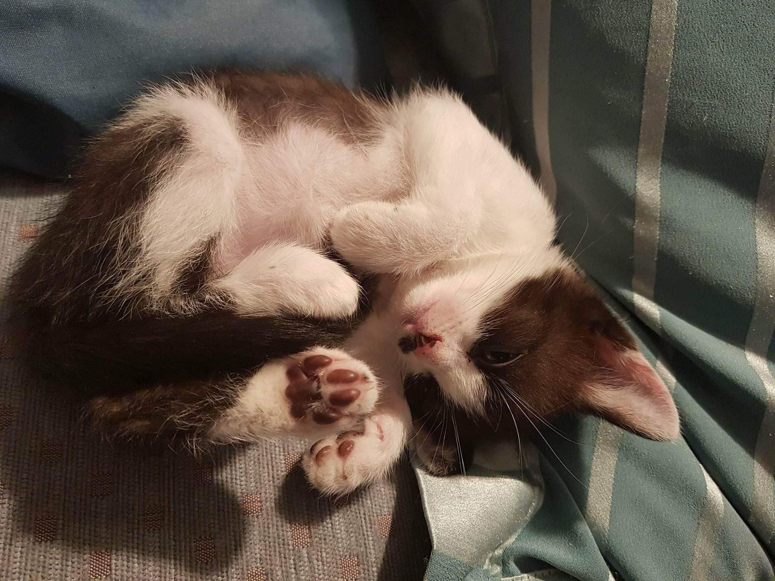 Katze zum verschenken in 5730 Mittersill für € 1,00 zum Verkauf Shpock AT