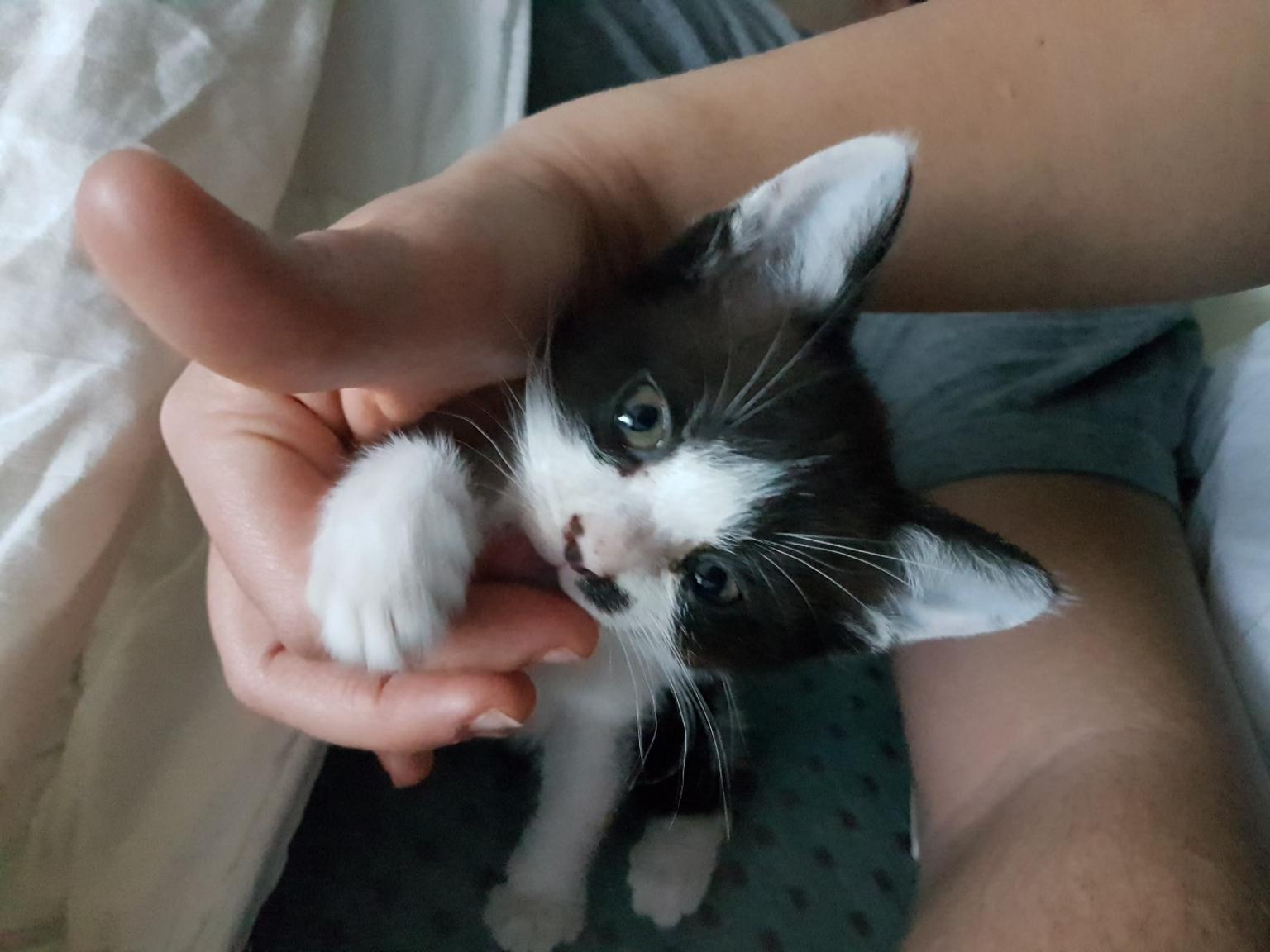 Katze zum verschenken in 5730 Mittersill für € 1,00 zum Verkauf Shpock AT