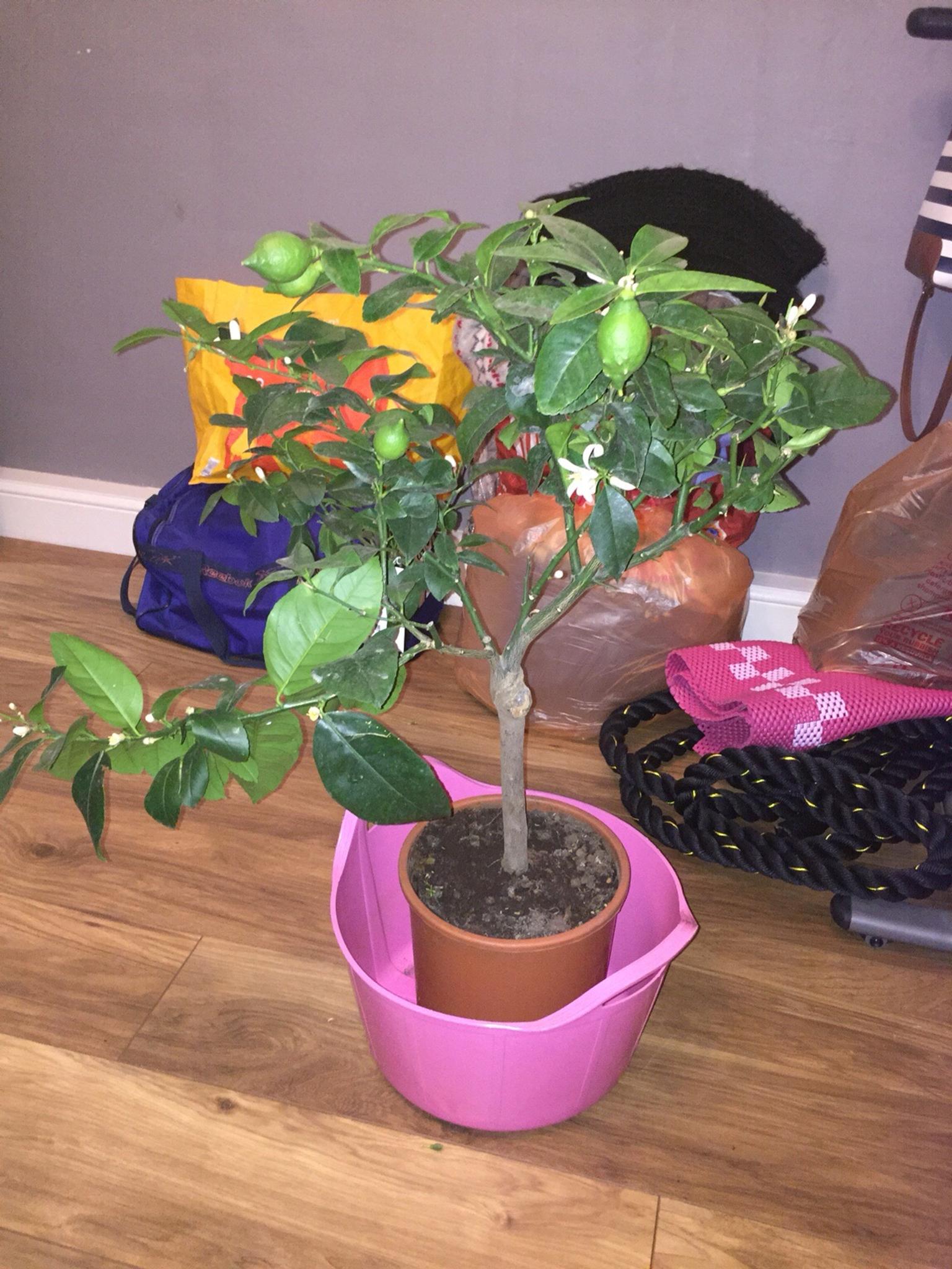 Aldi Lemon Tree in RM13 Havering for £12.00 for sale Shpock