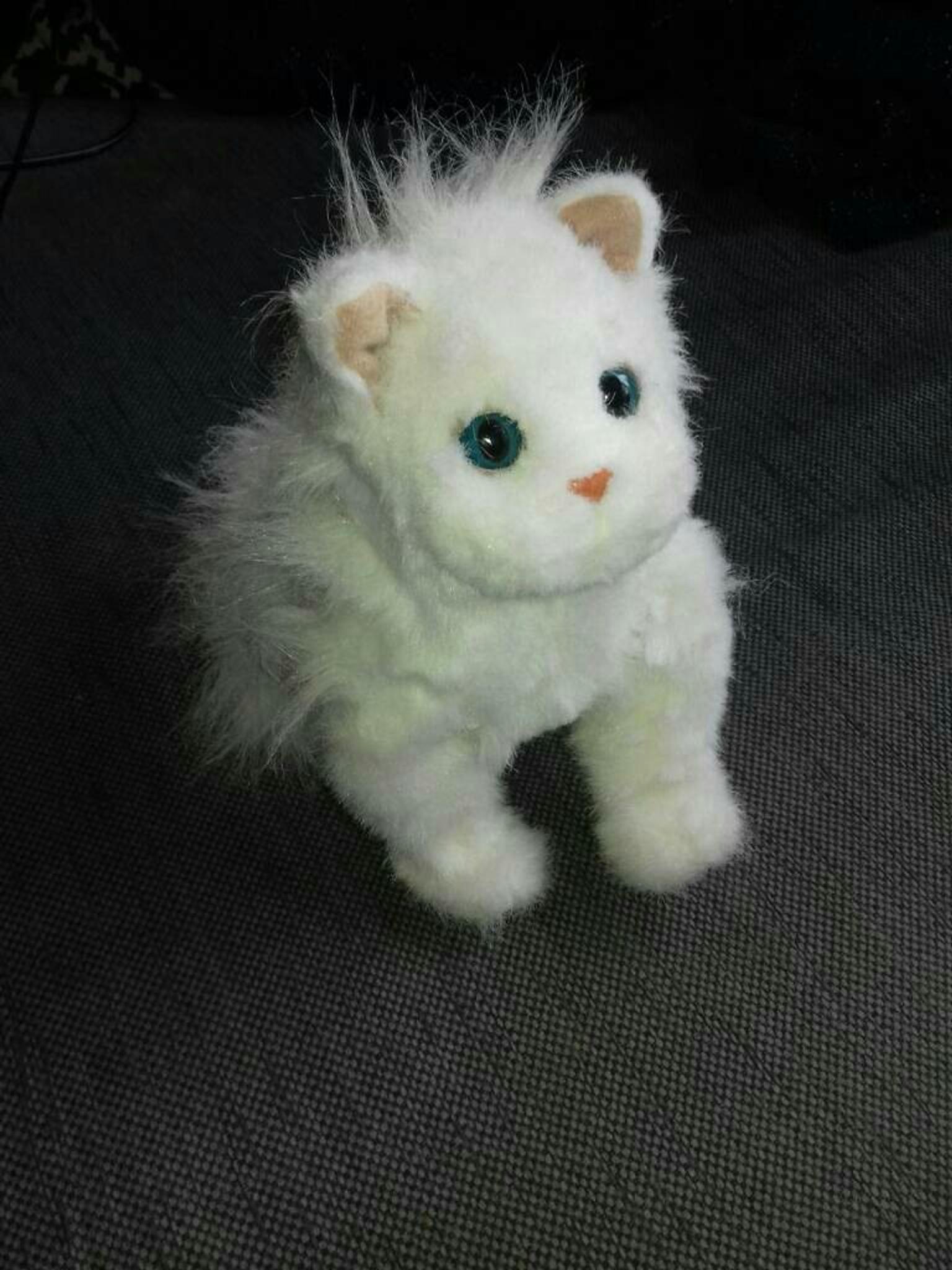 Katze Bild Baby Katze Faucht Und Knurrt