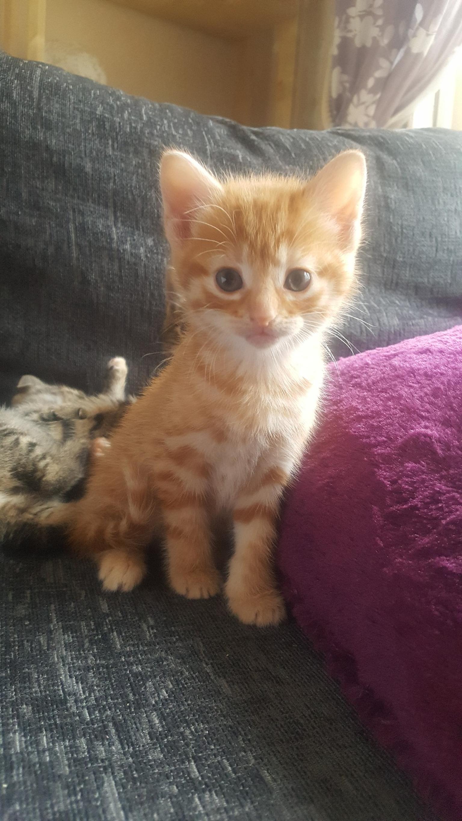 Kittens for sale in WA7 Runcorn for £30.00 for sale Shpock