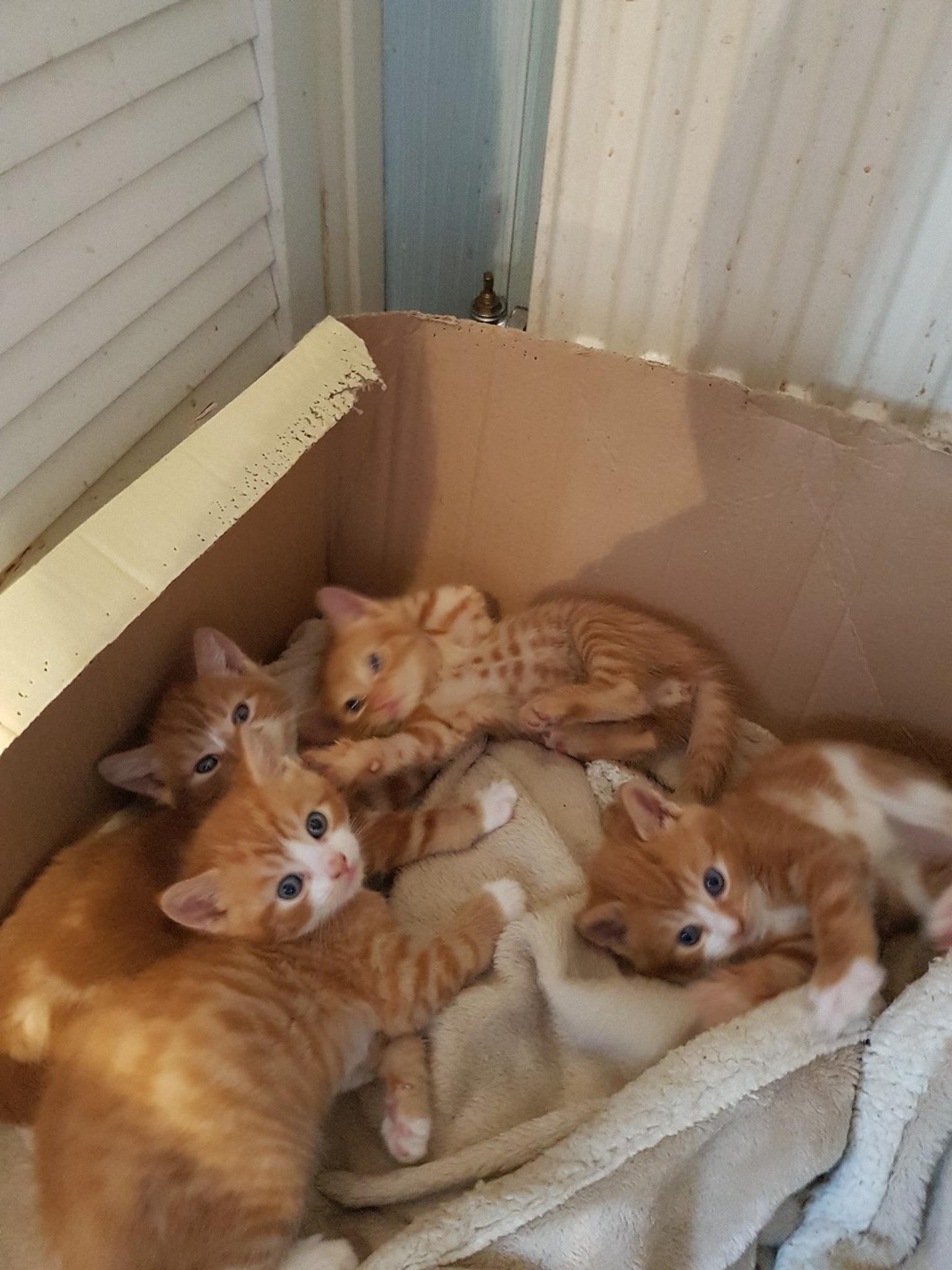 Ginger Kittens For Adoption