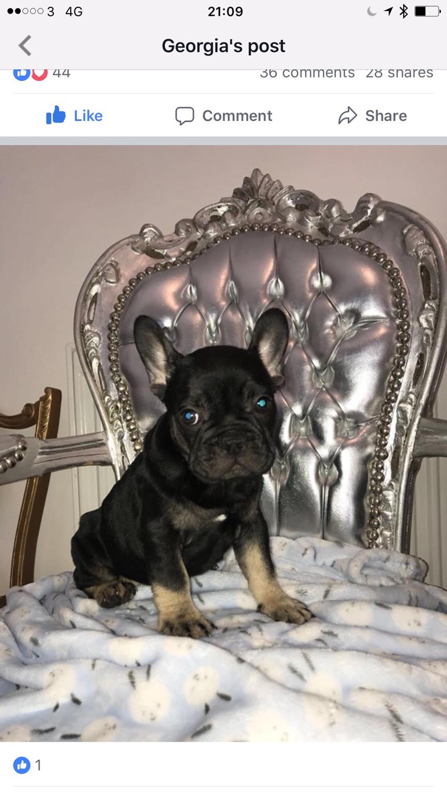 +11 French Bulldog Puppies For Sale Under 1000 Ideas