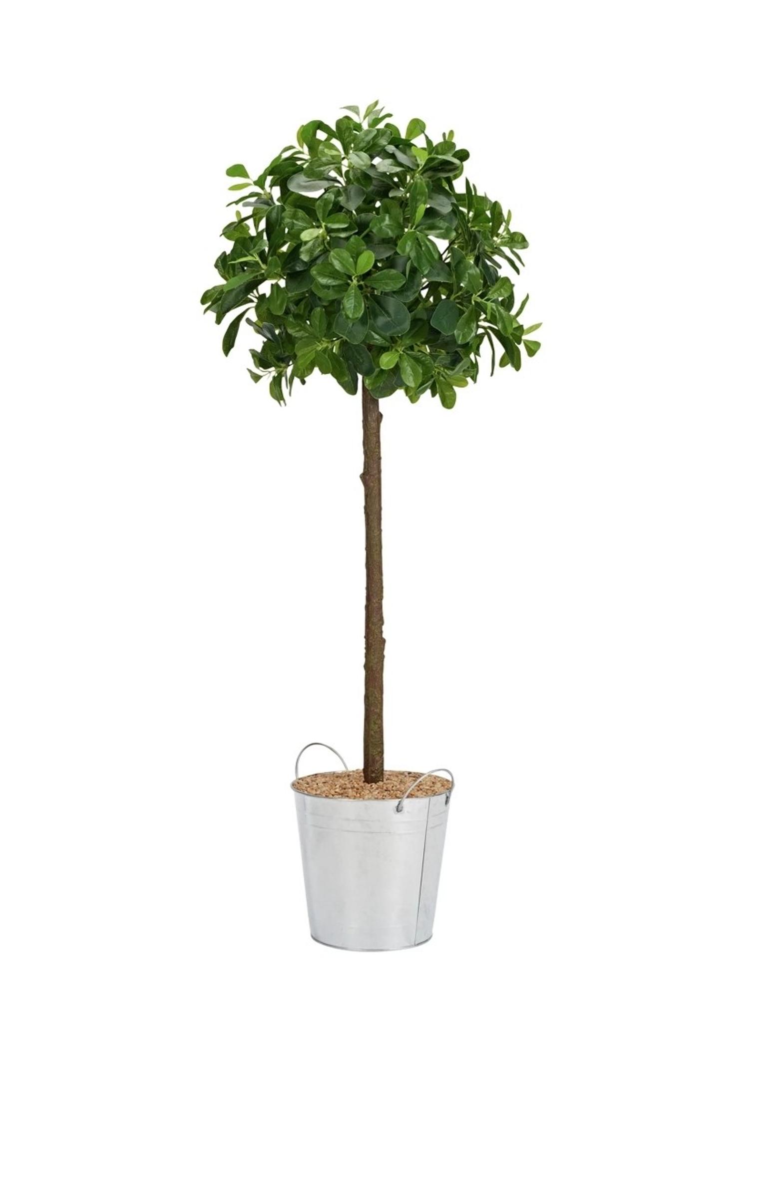 Sainsburys topiary tree x2 available in B45 Birmingham for £25.00 for