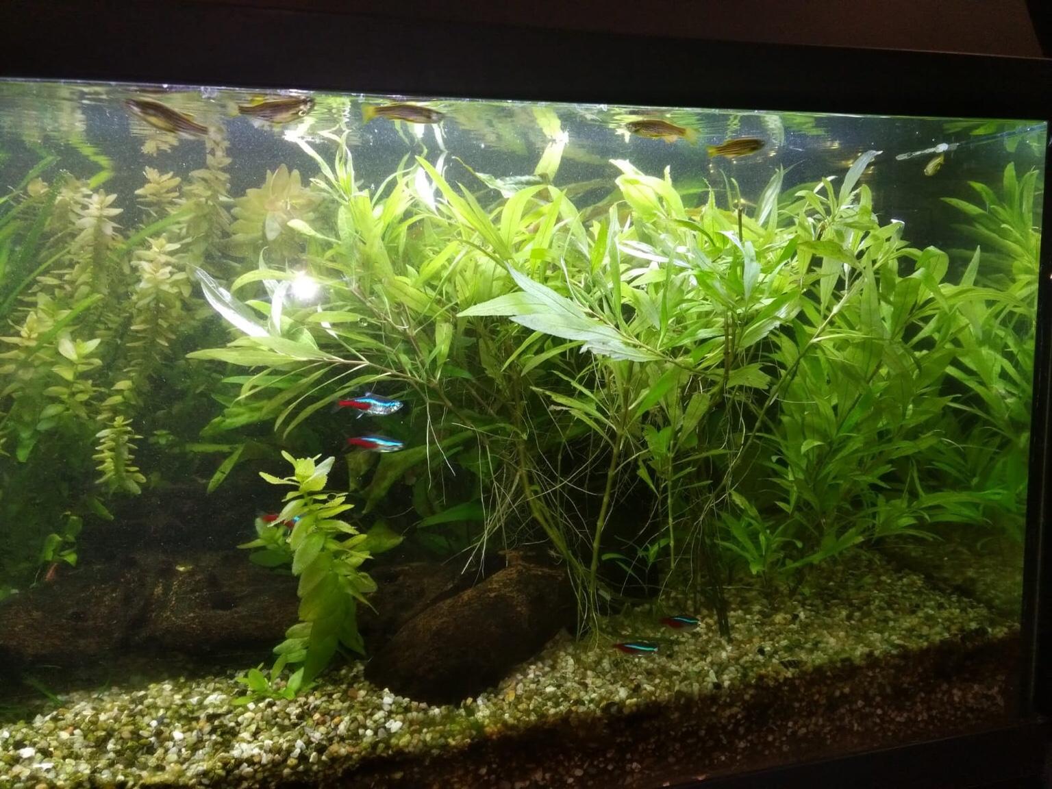 Juwel Aquarium mit allem Drum und Dran in 4600 Brandln for