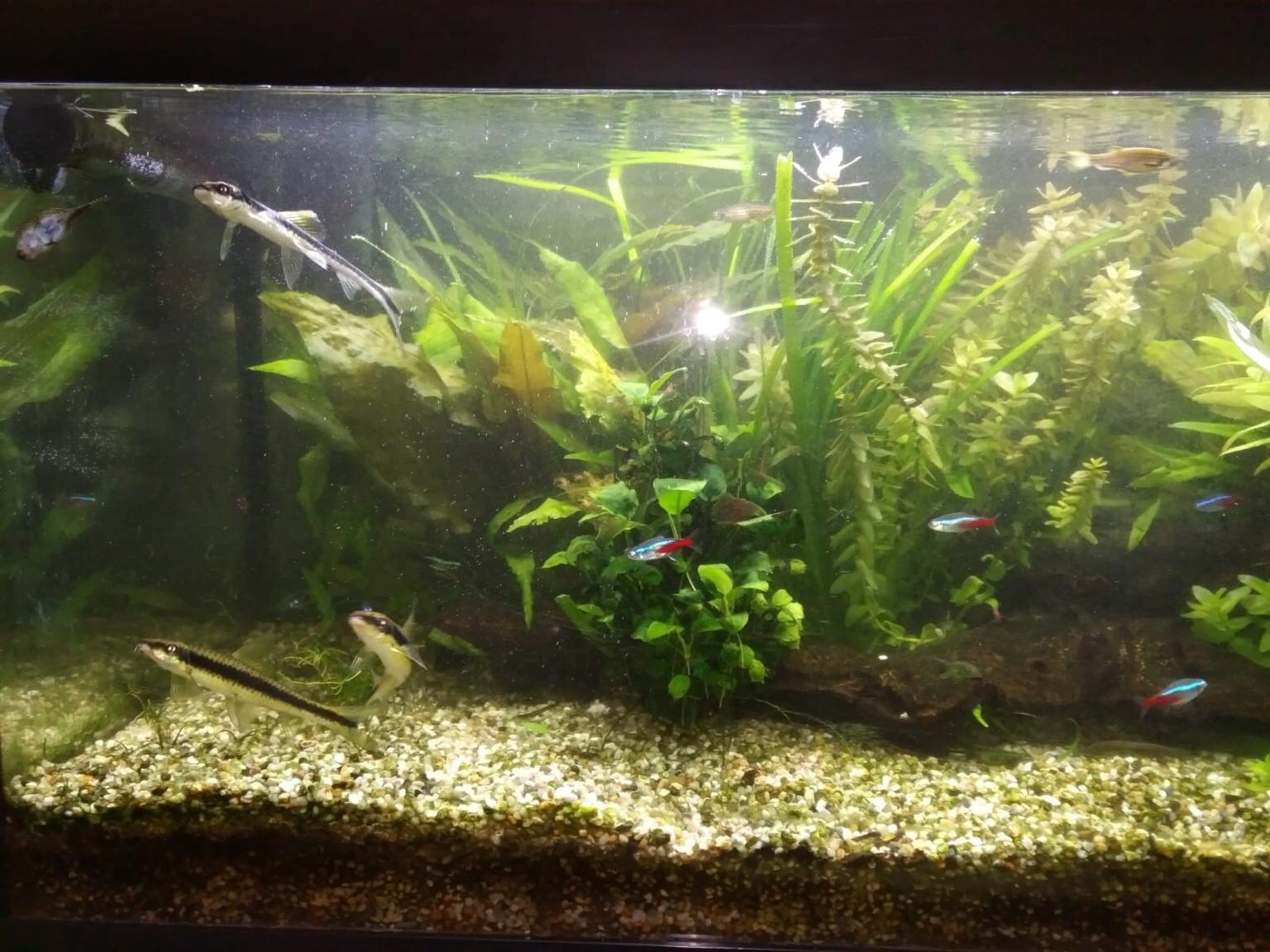 Juwel Aquarium mit allem Drum und Dran in 4600 Brandln for