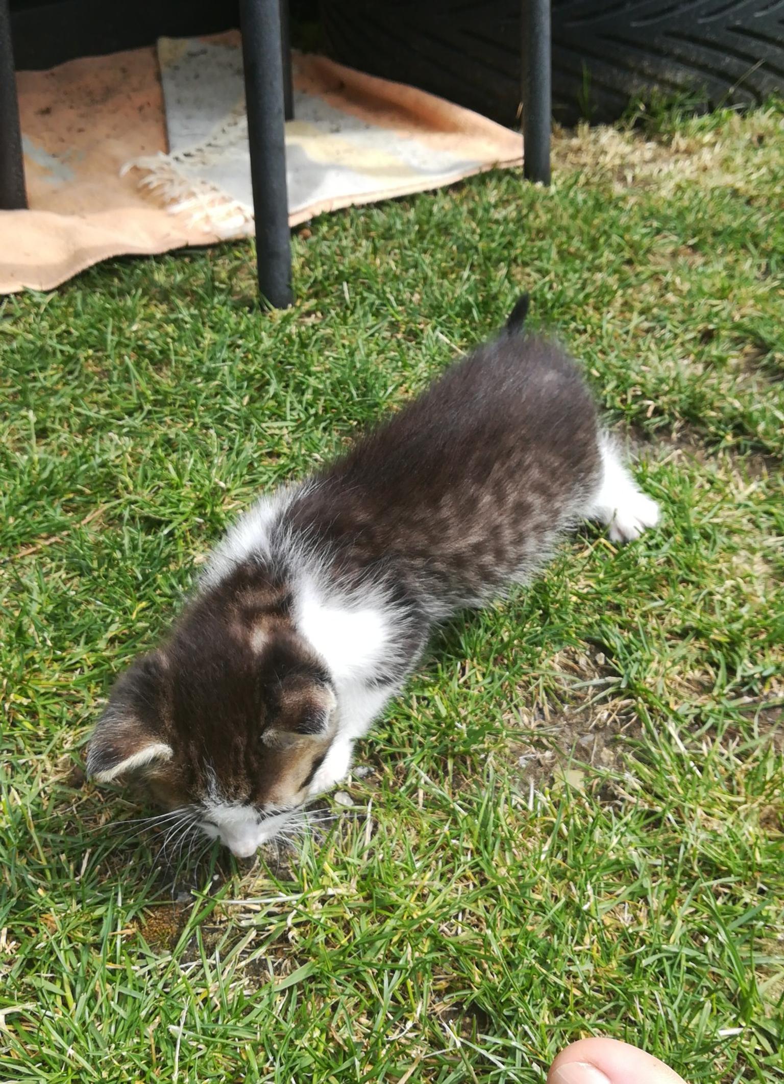 Baby Hauskatzen Zu Verschenken Heimidee