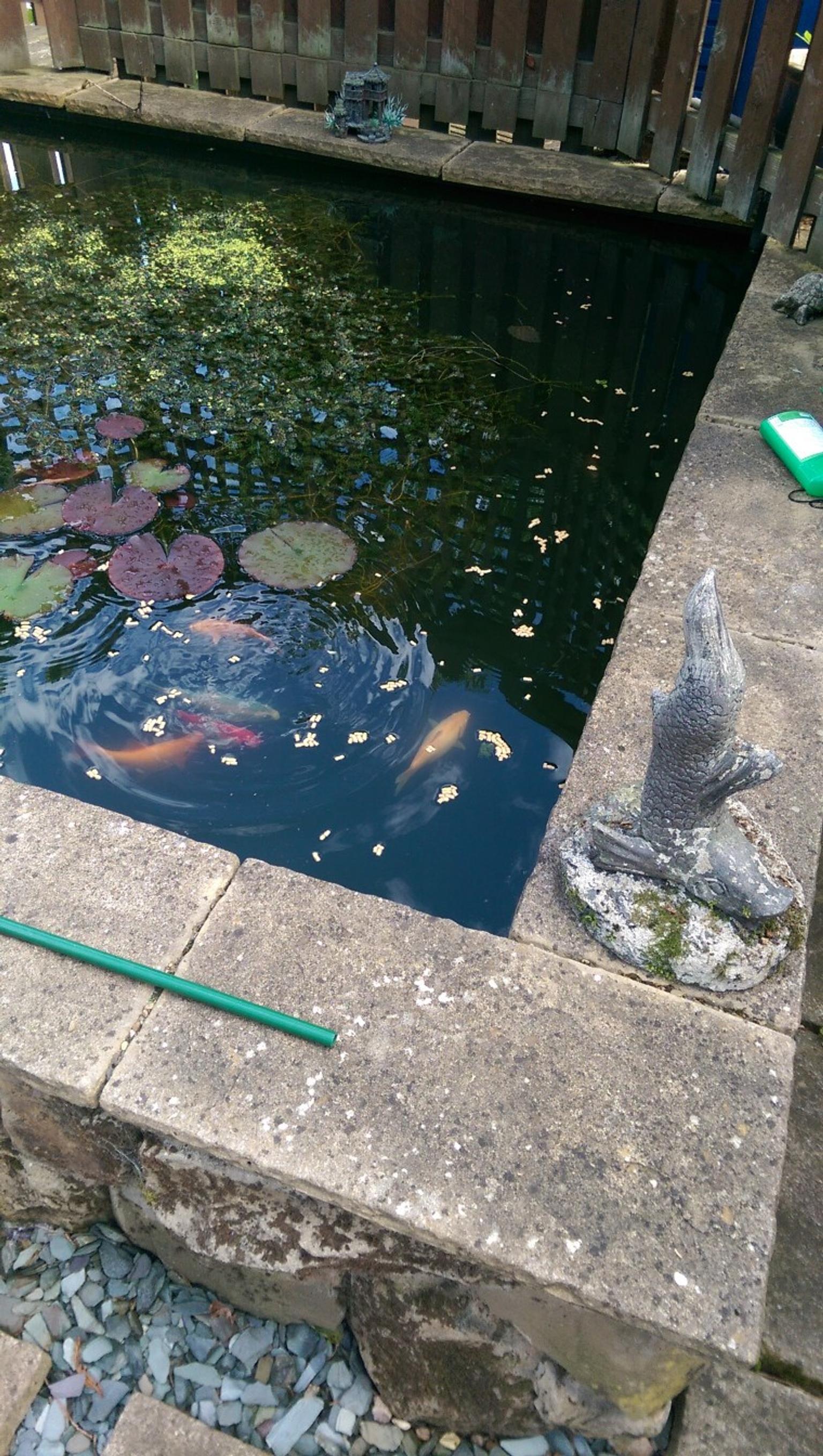 Pond fish for sale in S6 Sheffield for £60.00 for sale Shpock