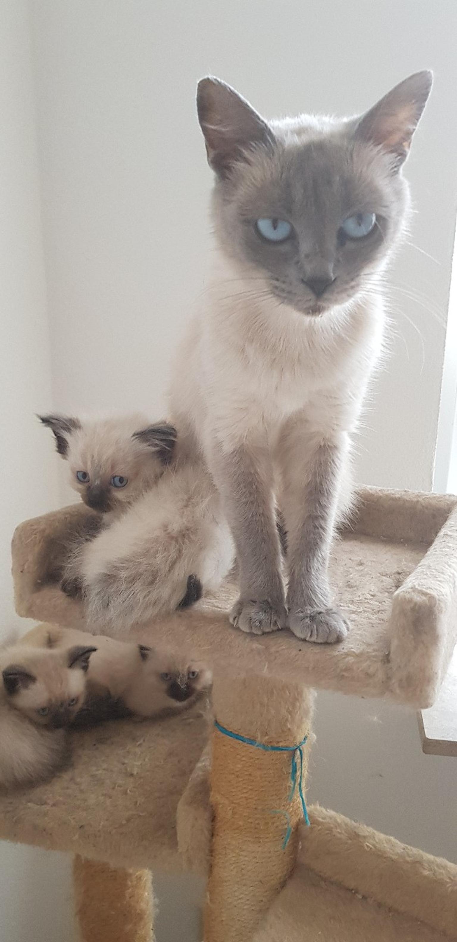 Siamkatzen Baby Heimidee