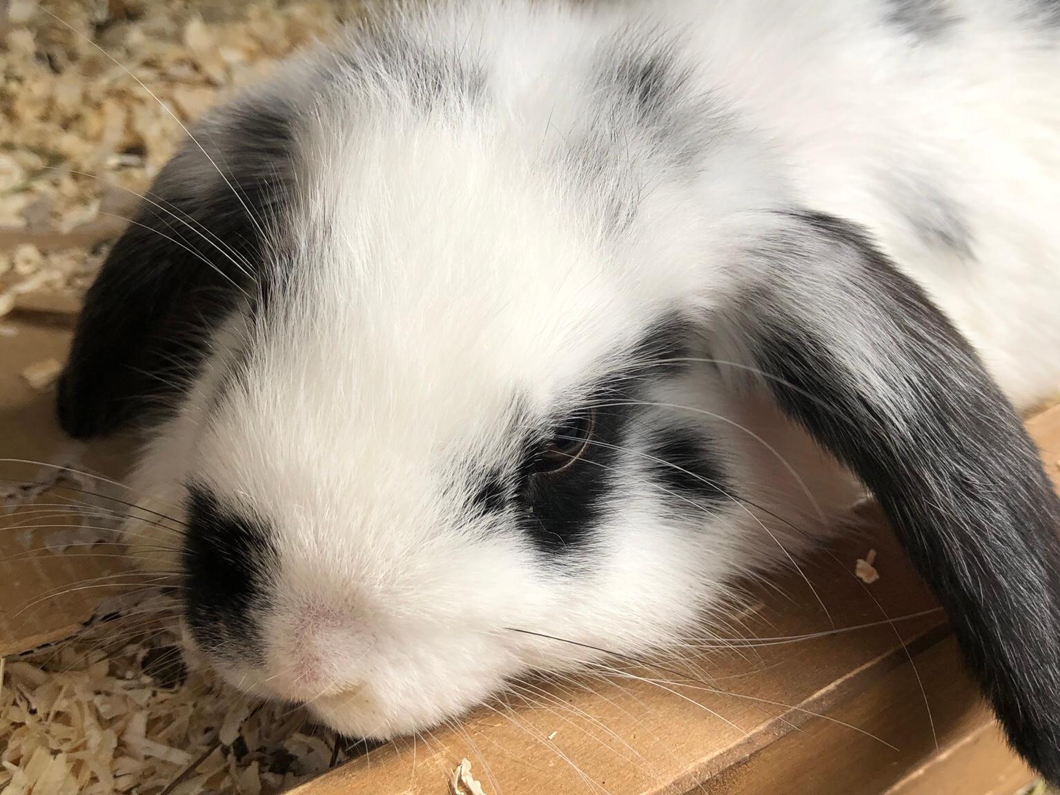 Baby Dutch Mini Lop Bunny Rabbits in TN24 Ashford for £35.00 for sale