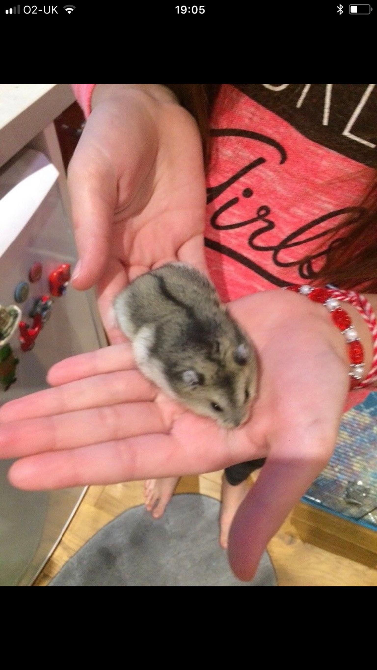Dwarf baby hamsters in London Borough of Barking and Dagenham for £5.00 for sale Shpock