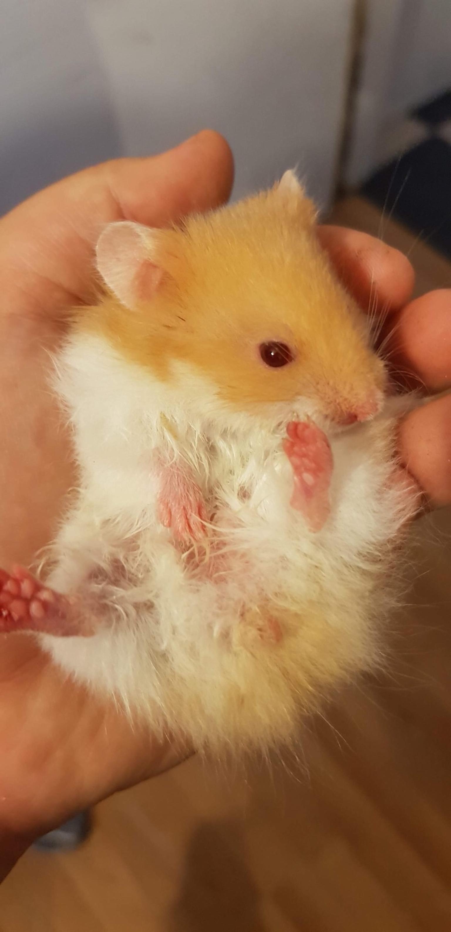 1 male ginger and white syrian hamster baby in L36 Knowsley for £5.00
