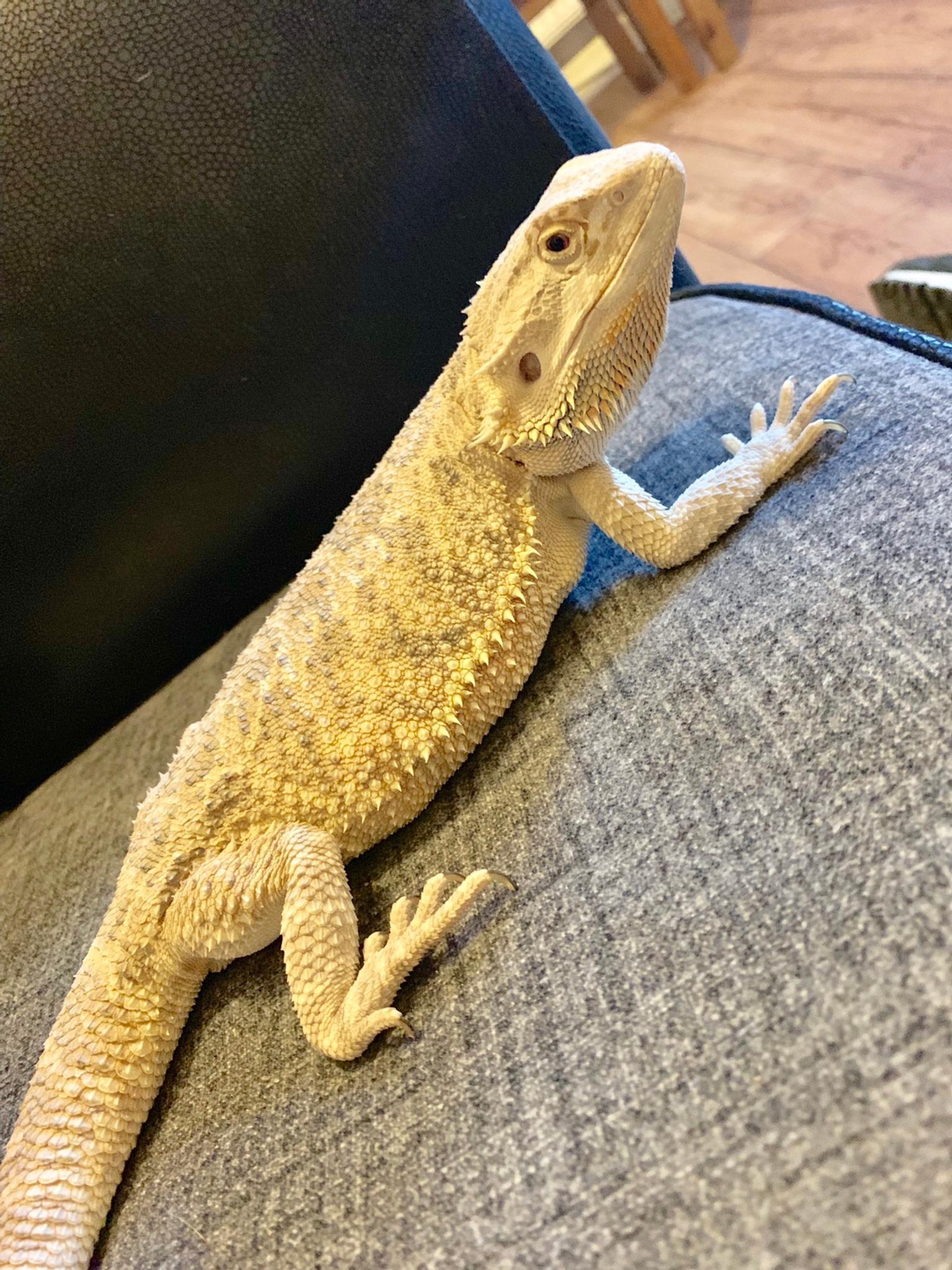 PR1 is Preston's full-bodied bearded dragon.