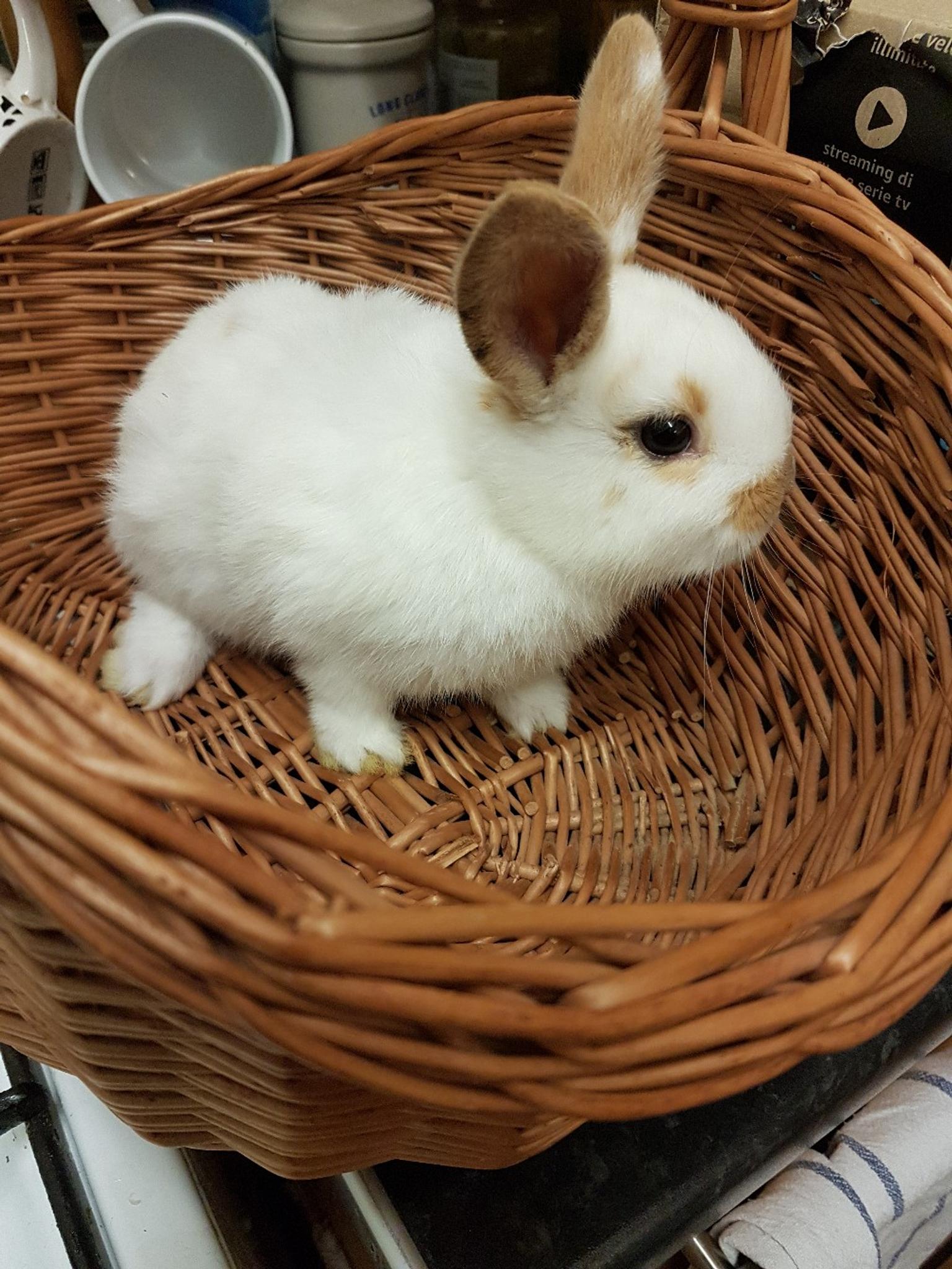 Baby rabbits for sale in SE5 London for £25.00 for sale