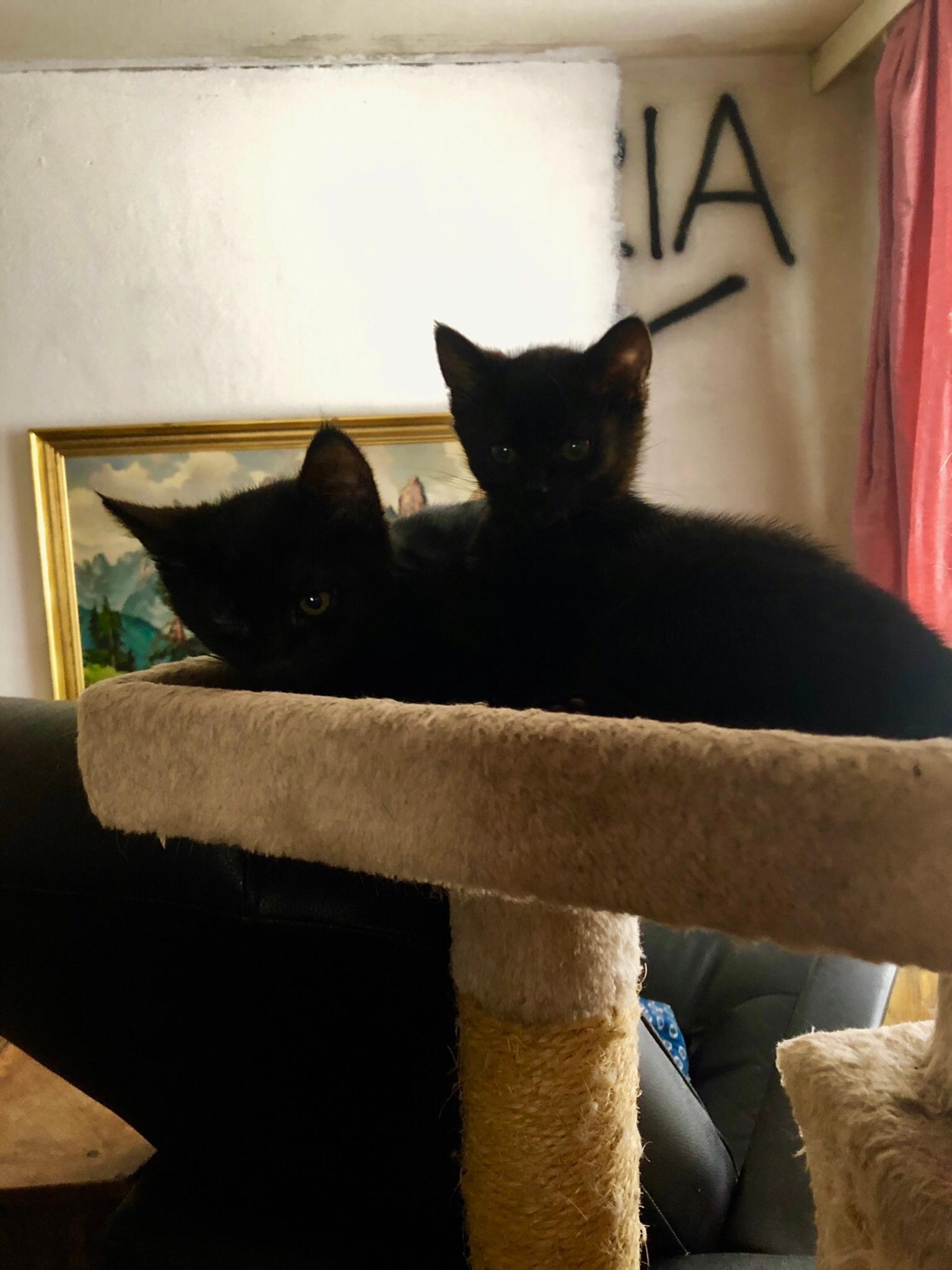 Katzenbabys zu verschenken in 2761 for free for sale Shpock