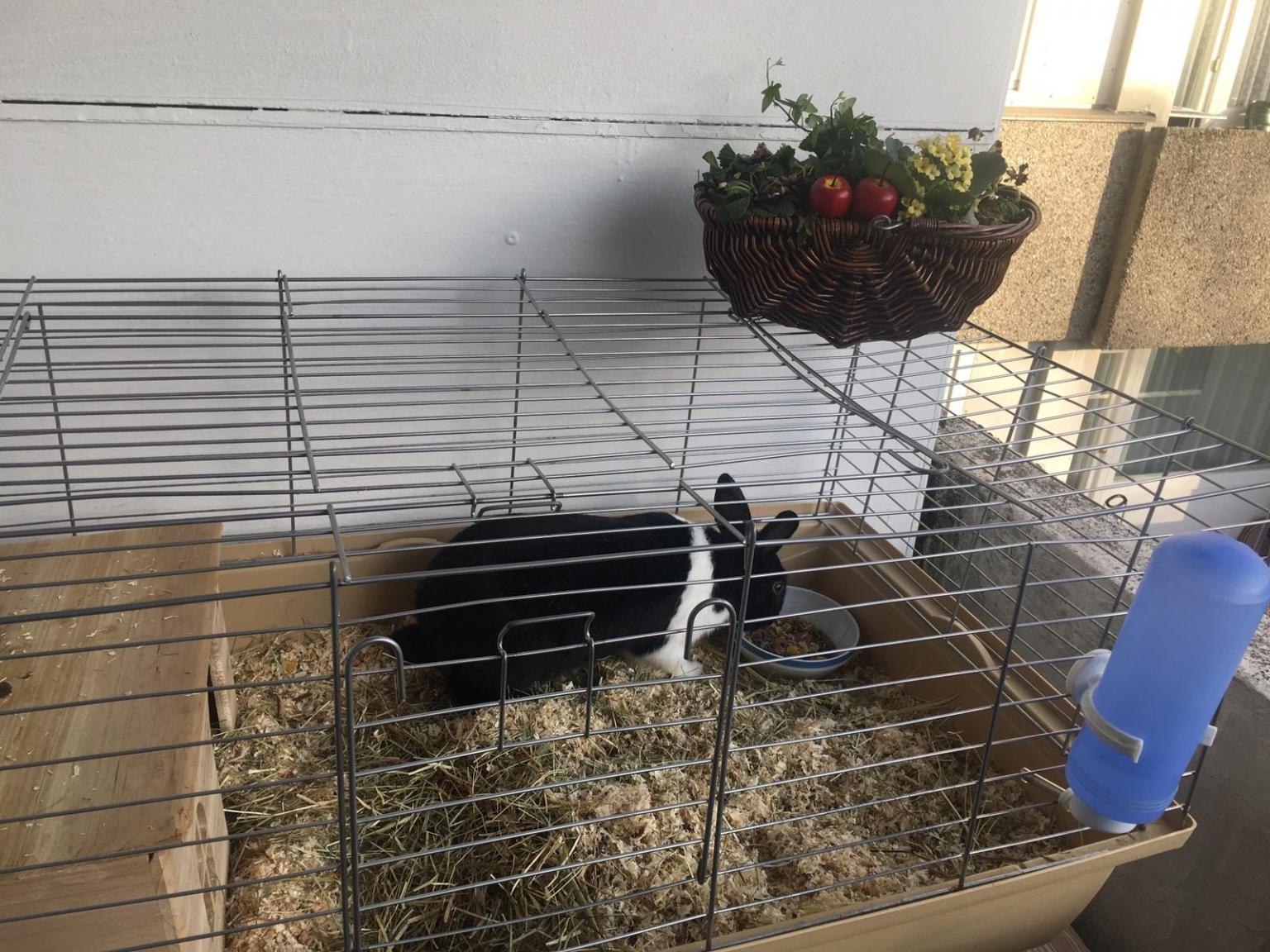 Zu Verschenken In Koln Enteiran