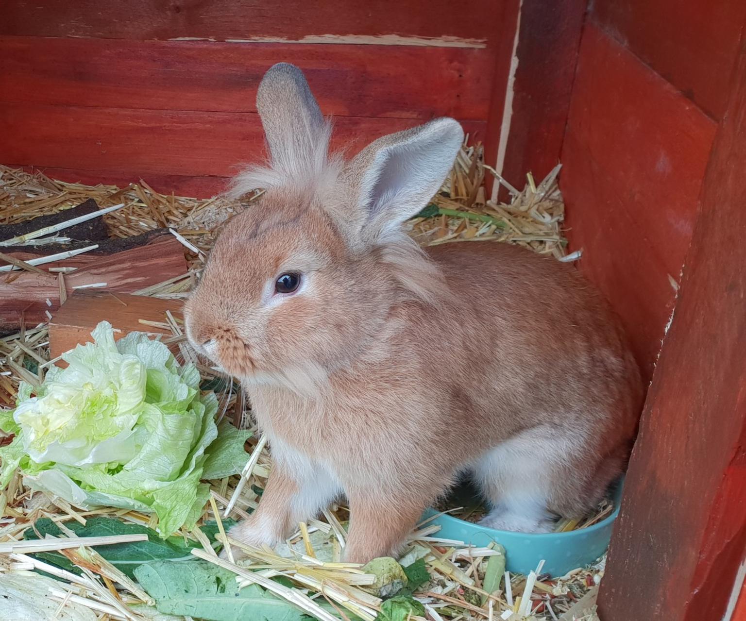 Löwenkopf Kaninchen in 67346 Speyer für 20,00 € zum
