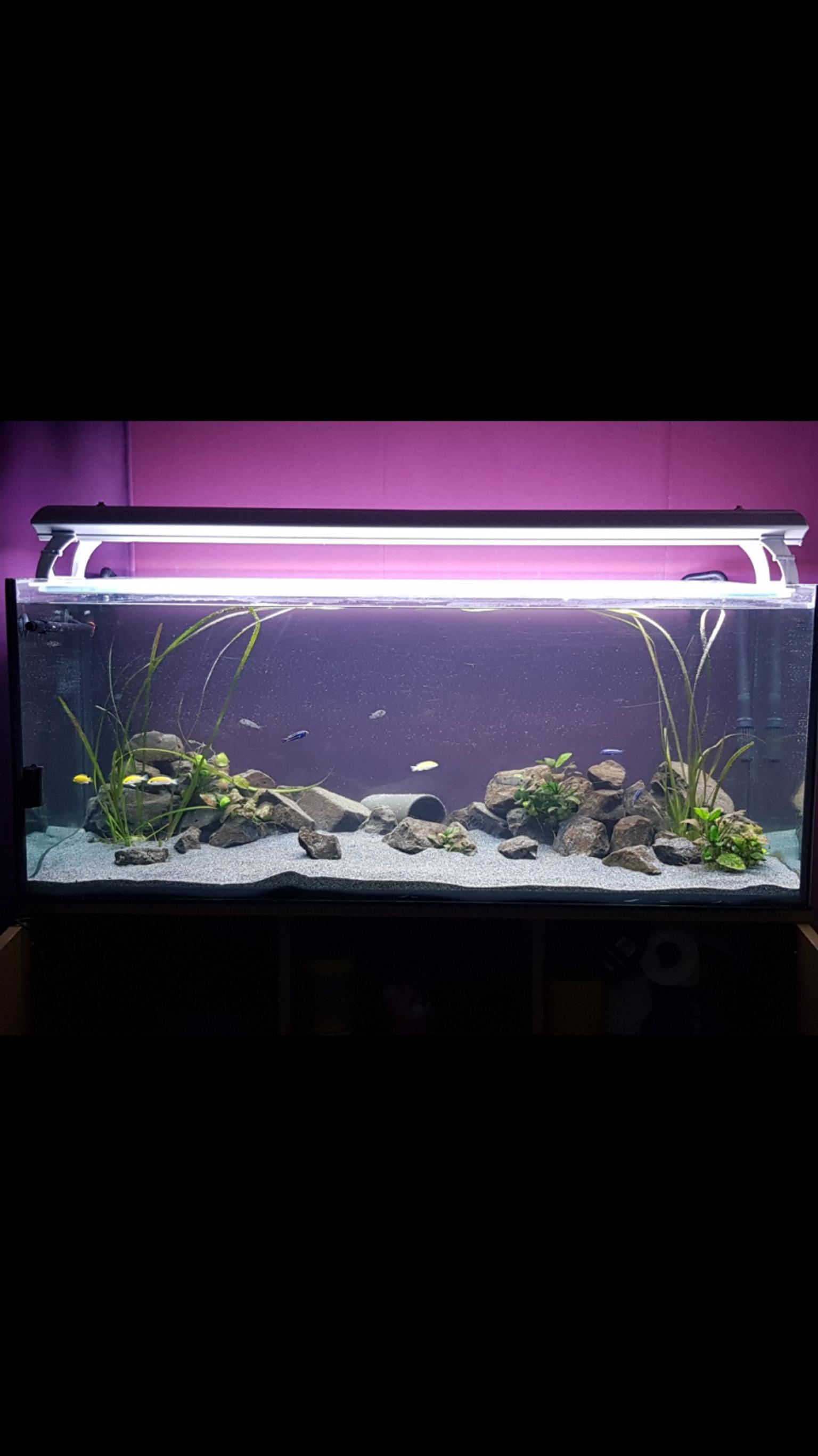 300L Malawi Aquarium in 97657 Sandberg for €100.00 for