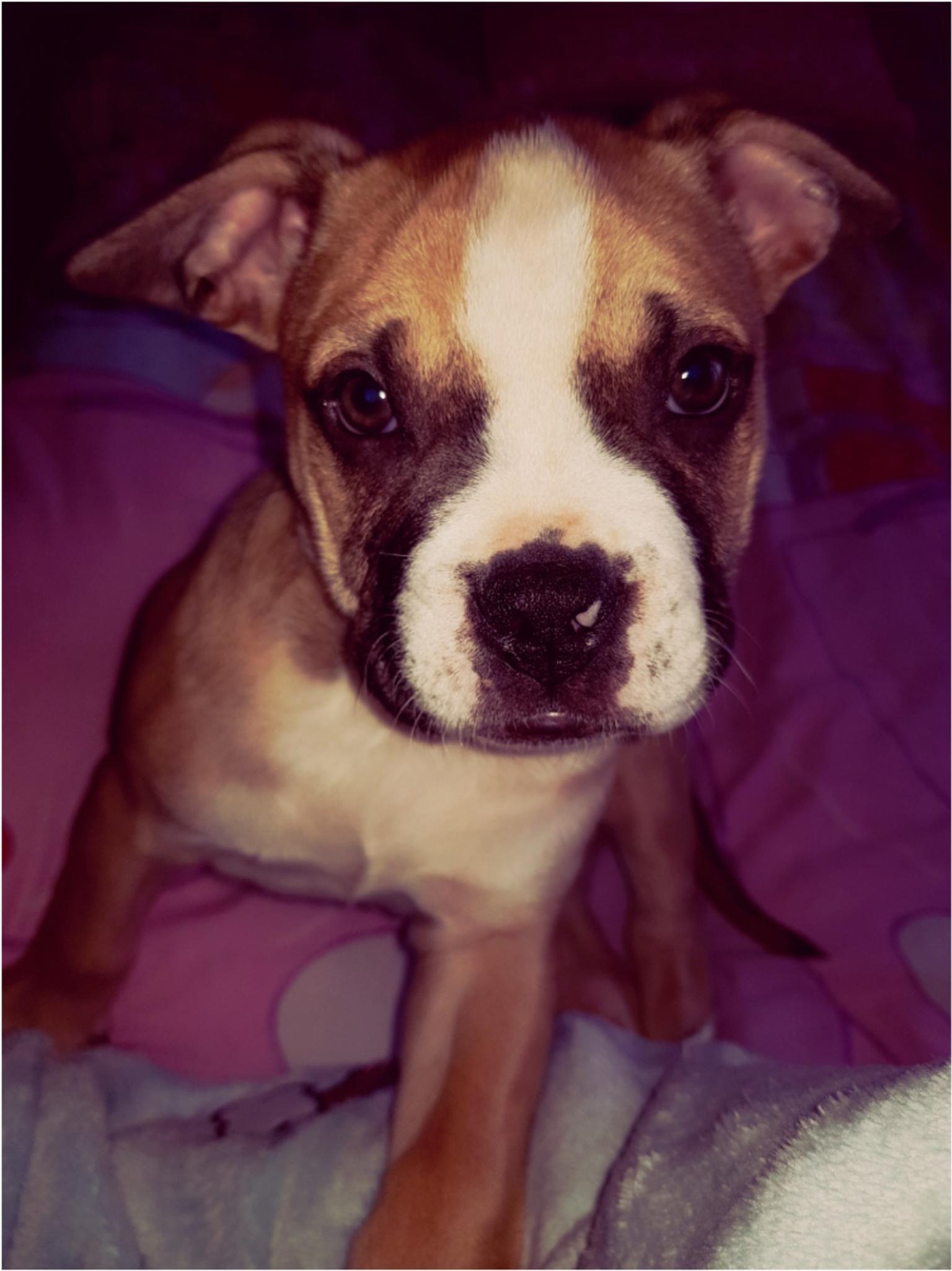 French Bulldog cross XL bully. in L35 Knowsley for £350.00 for sale Shpock
