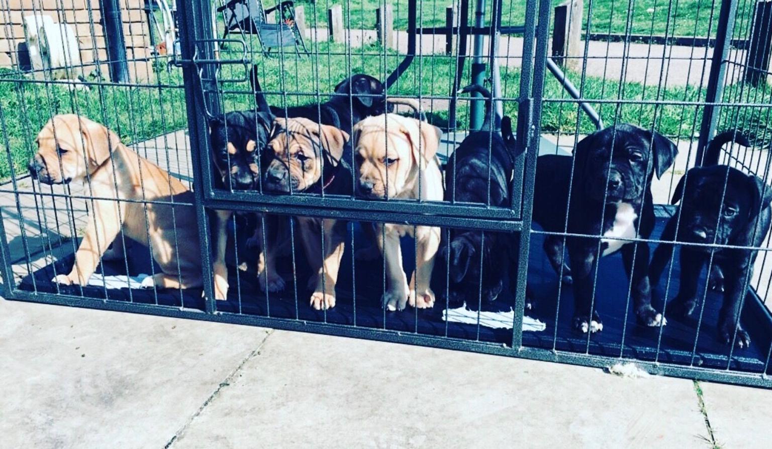 63+ Xl Bully X Cane Corso l2sanpiero