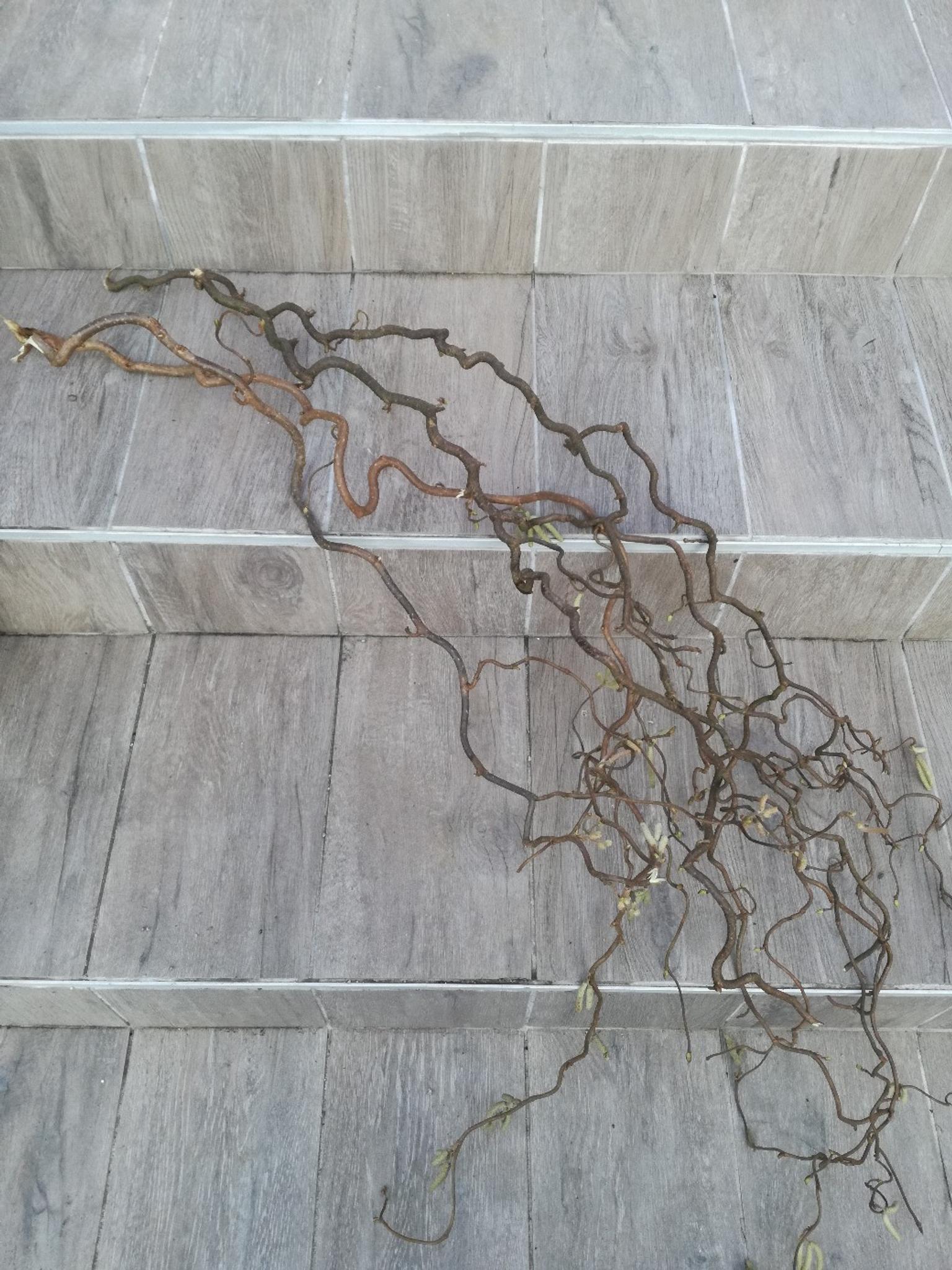 Basteln Mit Korkenzieherhasel