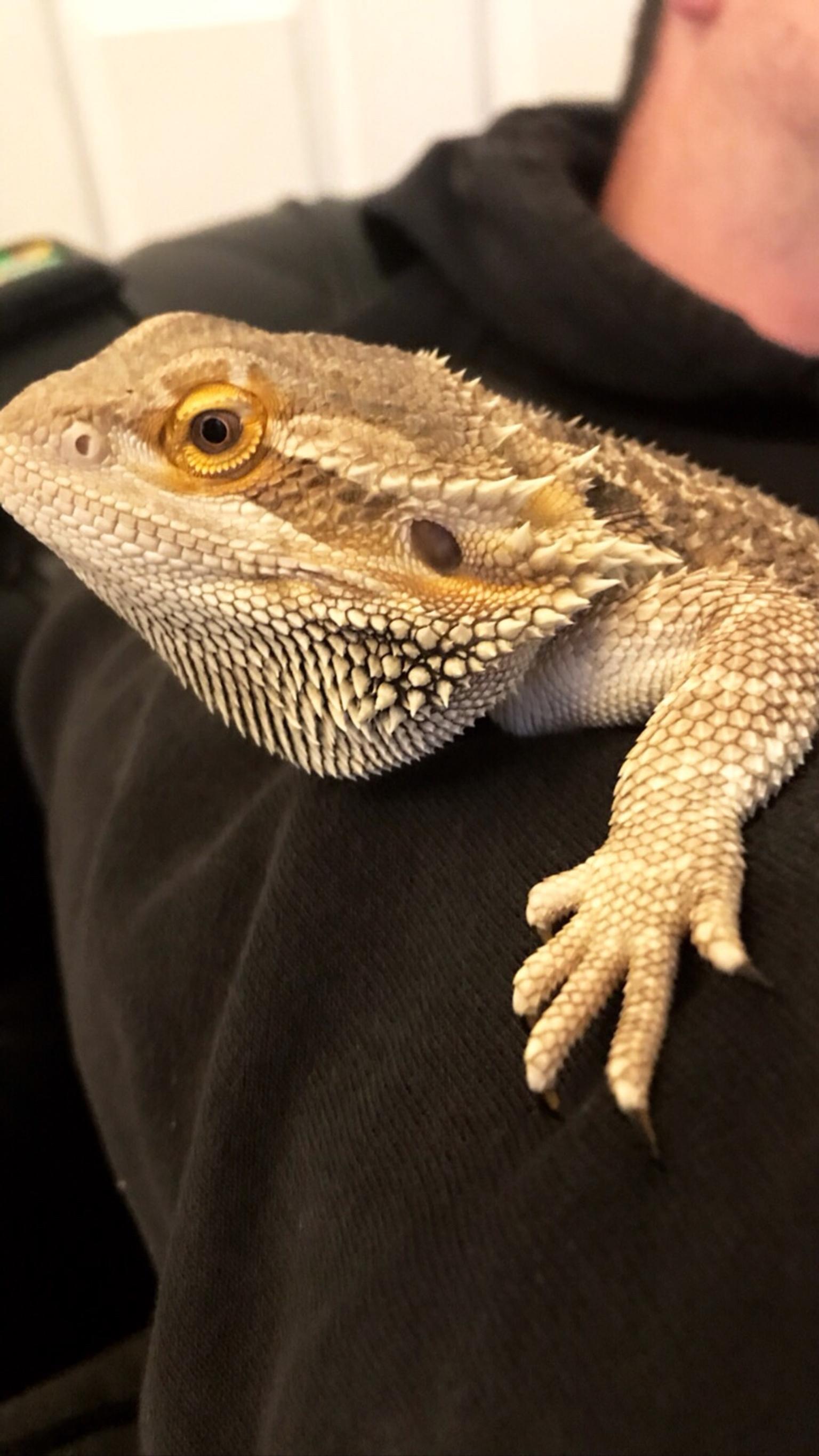 Bearded Dragon in SR3 with VIV heat lamp and accessories