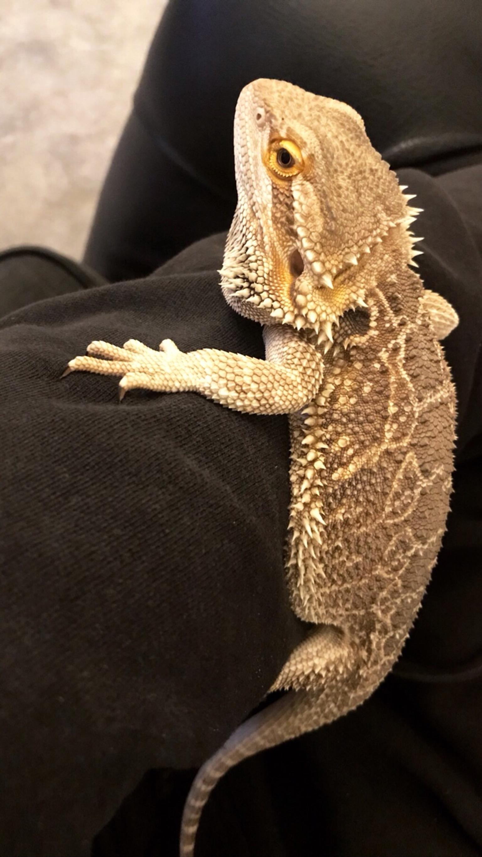 Bearded Dragon in SR3 with VIV heat lamp and accessories