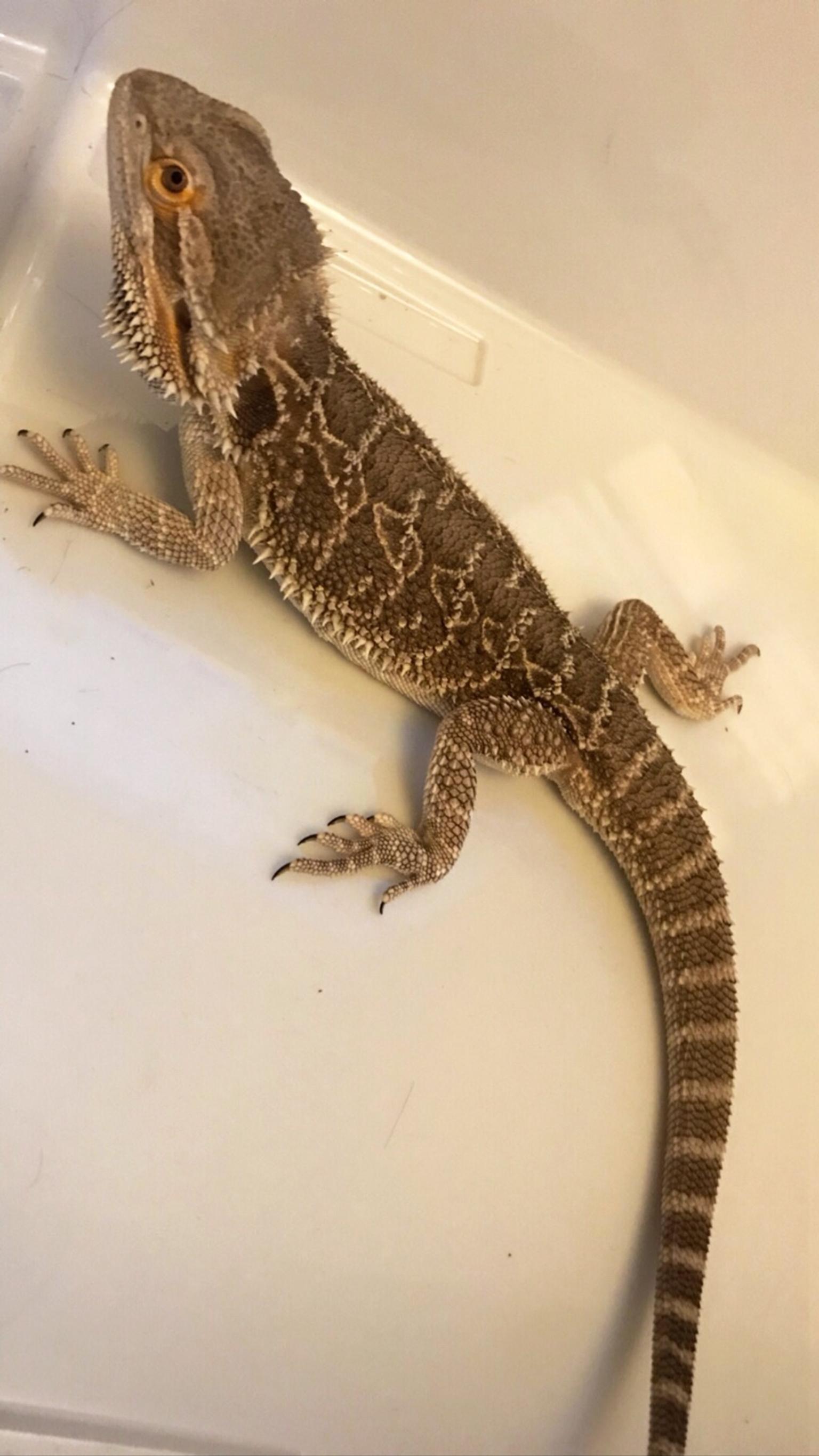 Bearded Dragon in SR3 with VIV heat lamp and accessories