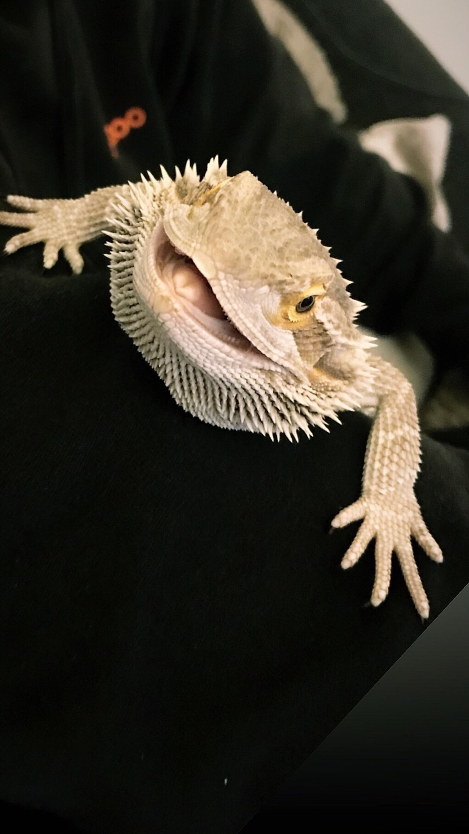 Bearded Dragon in SR3 with VIV heat lamp and accessories