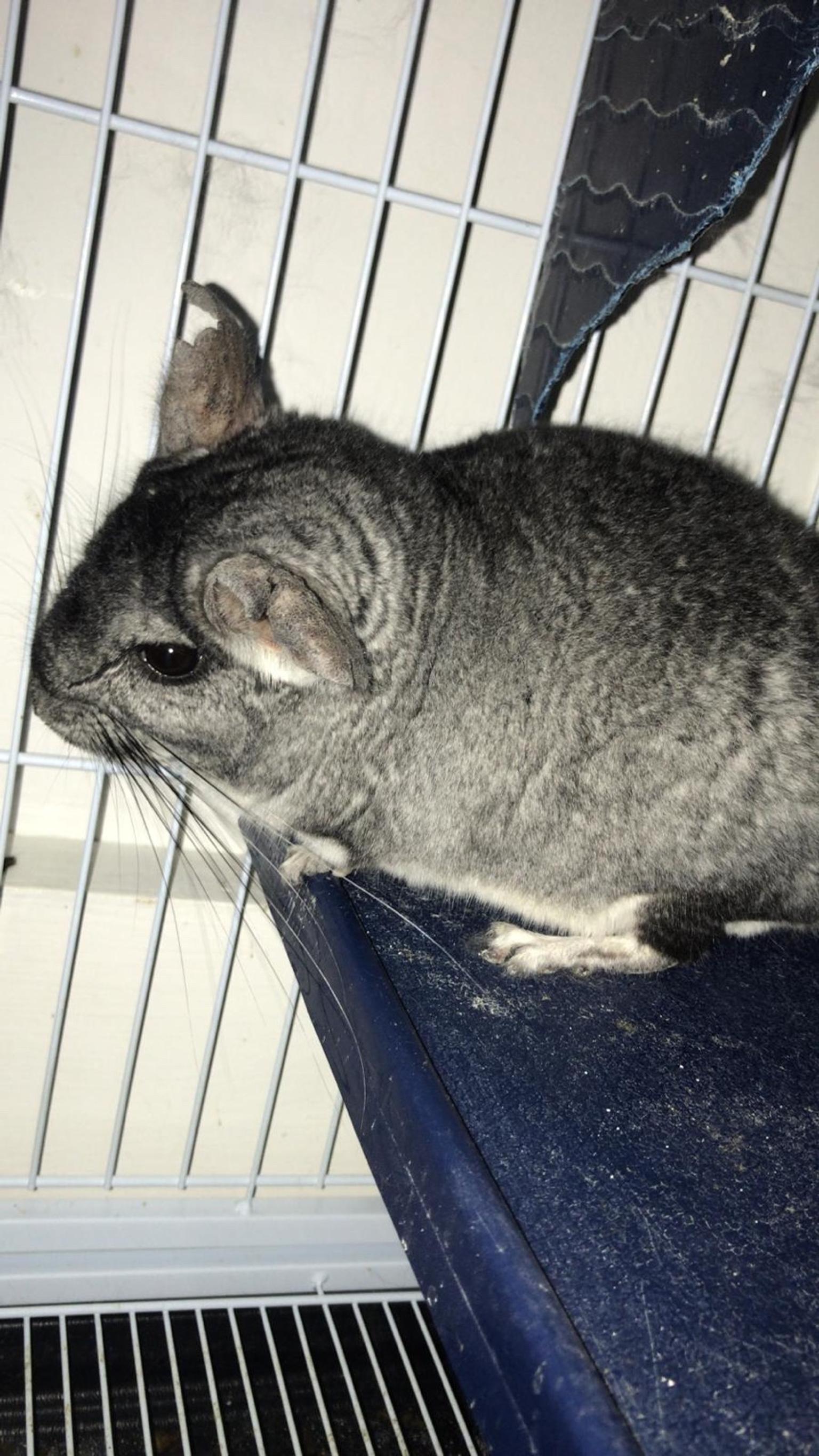Male chinchilla for sale at London N11 for £ 80.00