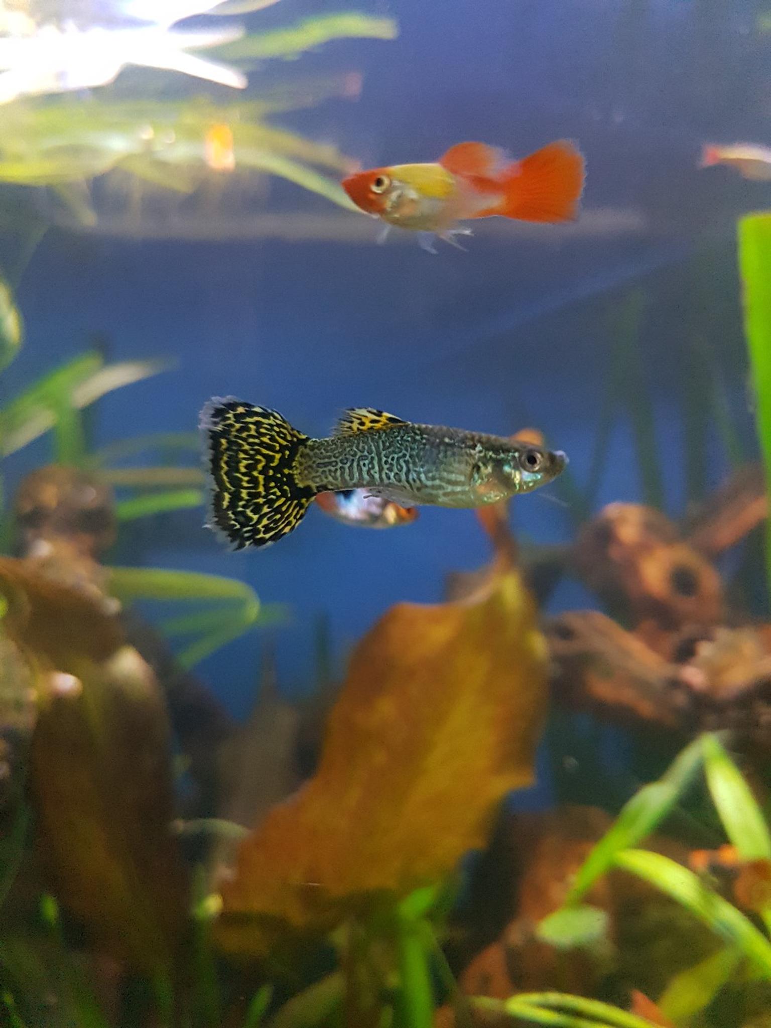 SUPER RARE!!! Cobraskin Guppy in WV14 Wolverhampton for £