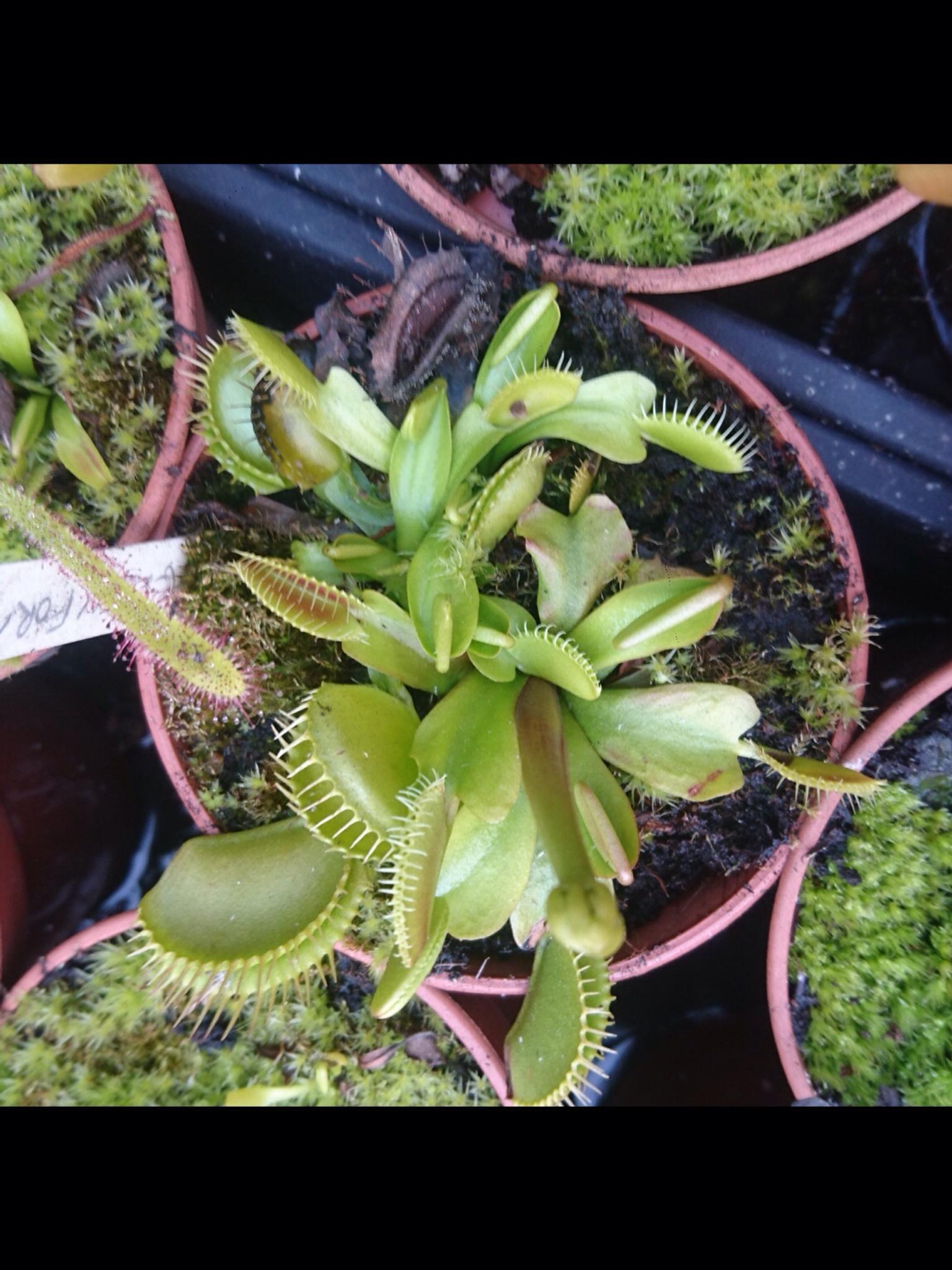 Dionaea muscipula / Venus fly trap plant in ME4 Gillingham