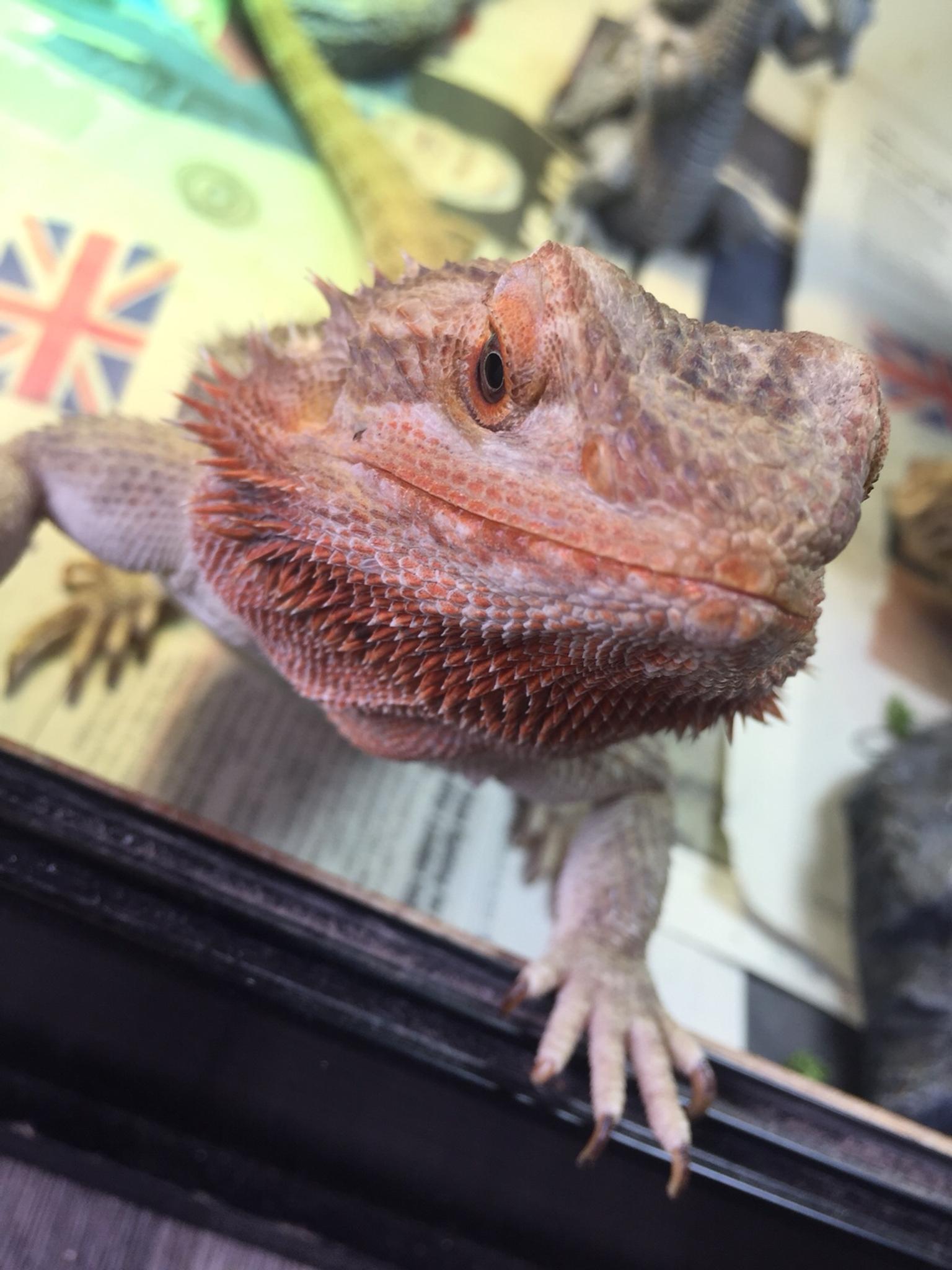 Save the bearded dragon