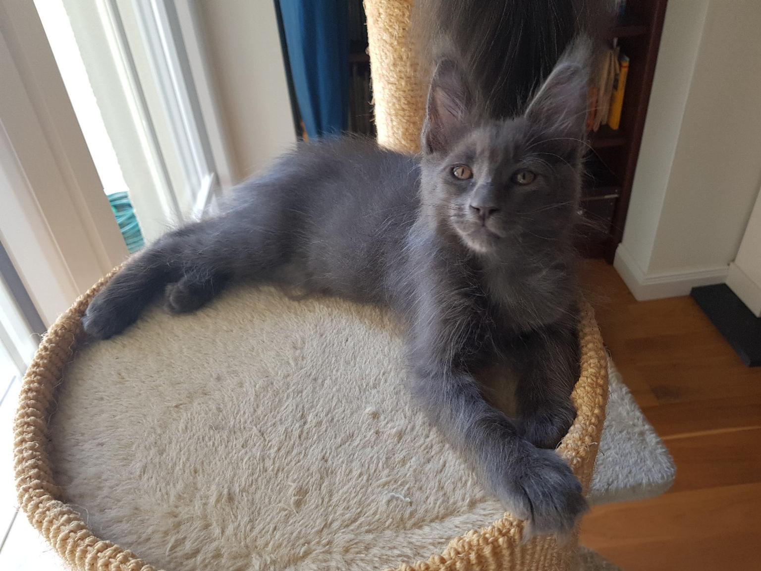 XXL Maine Coon Kater reinrassig in 63110 Rodgau für 750,00 € zum