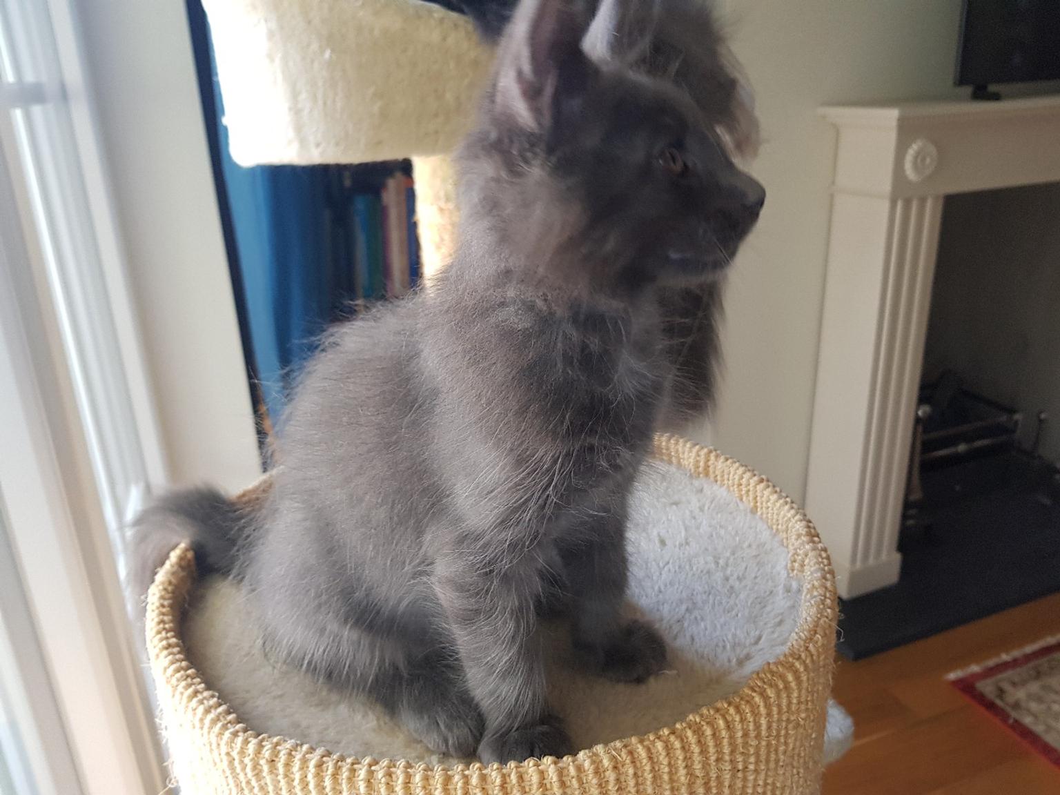 XXL Maine Coon Kater reinrassig in 63110 Rodgau für 750,00 € zum