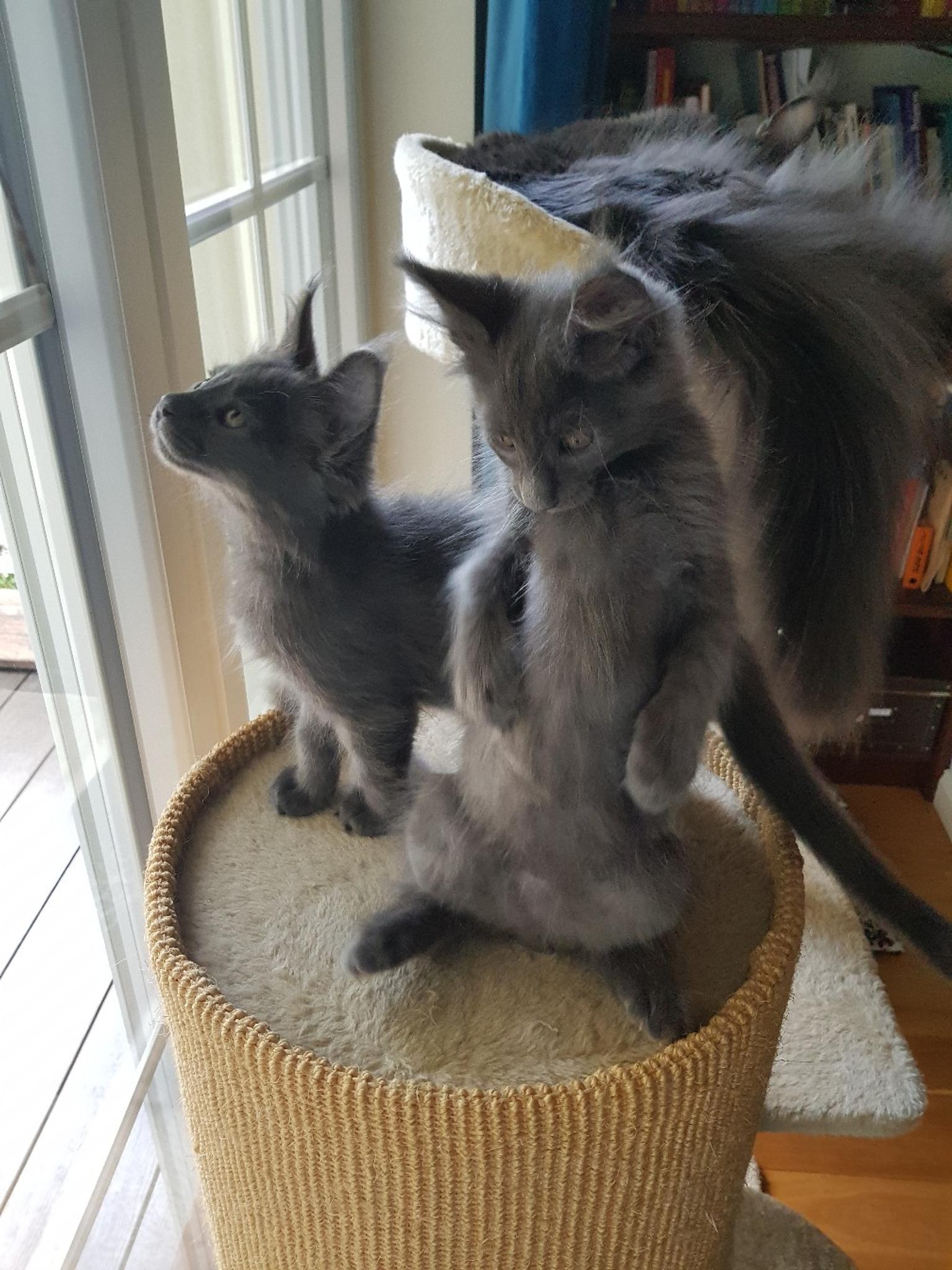 XXL Maine Coon Kater reinrassig in 63110 Rodgau für 750,00 € zum