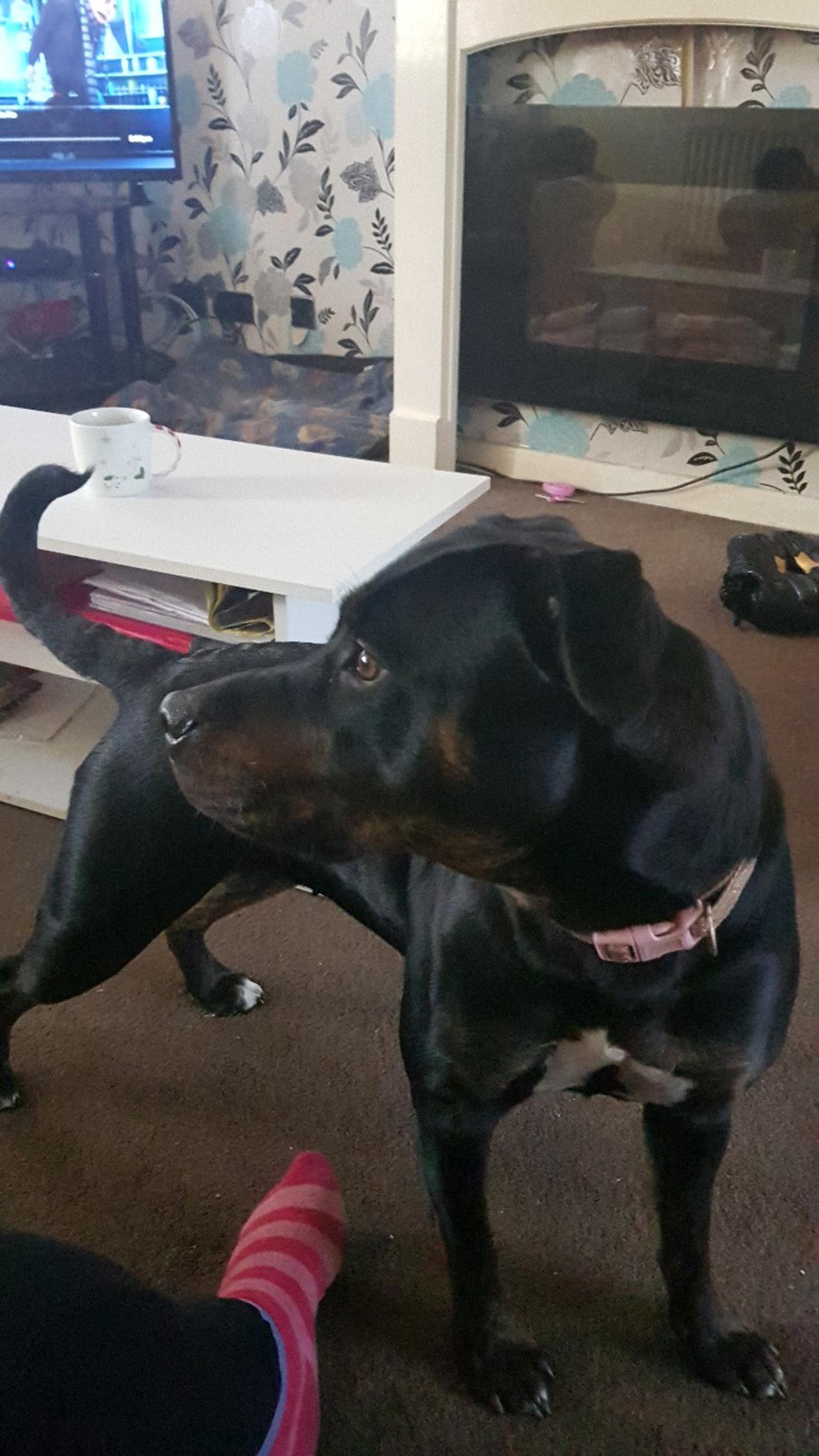 55+ German Rottweiler X Staffy l2sanpiero