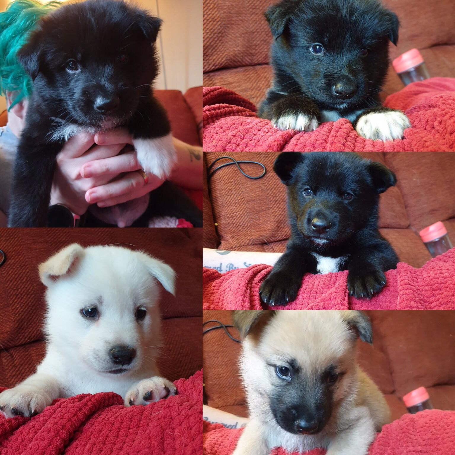 German Shepherd x puppies in WN2 Wigan for £500.00 for sale Shpock