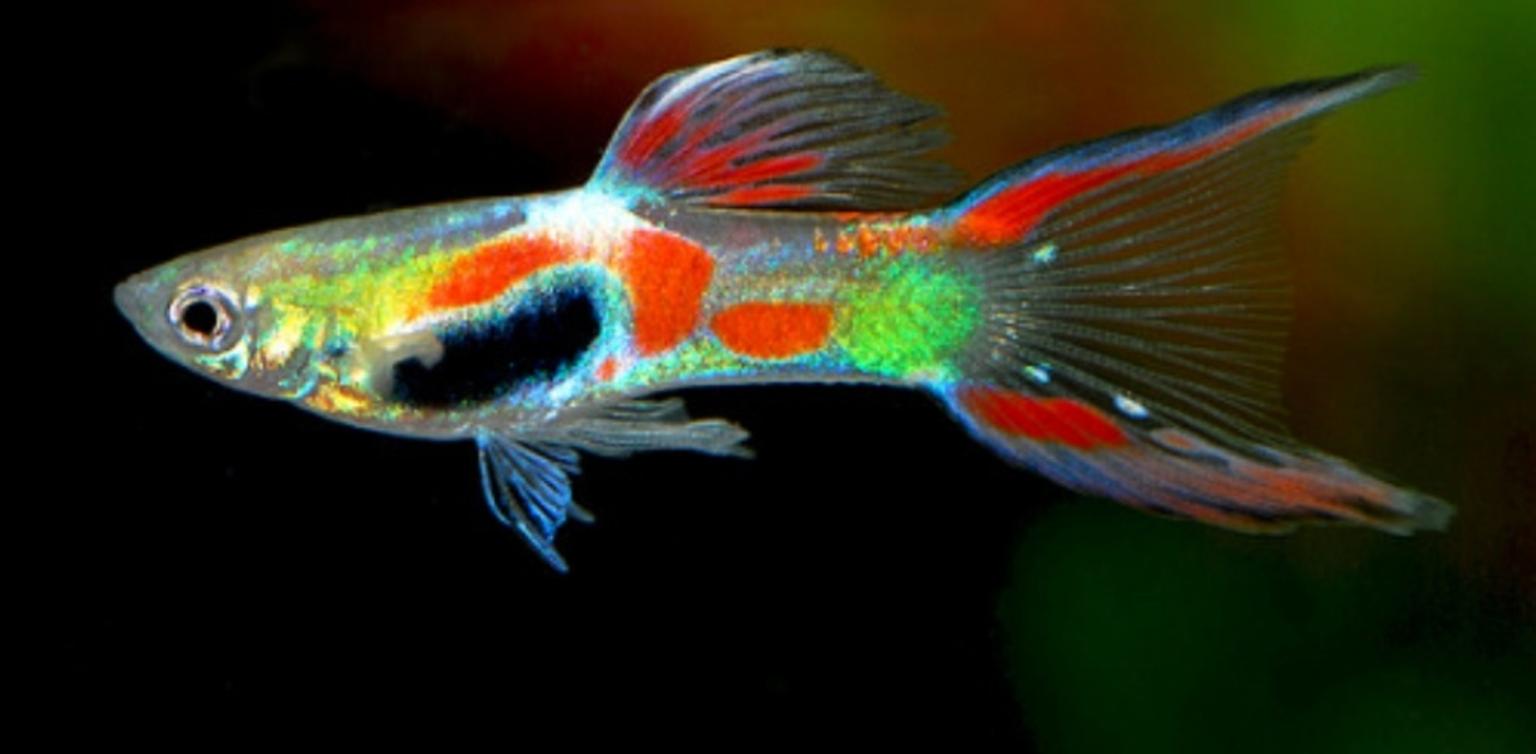 Endler Guppy For Sale hzwsdxgfs2